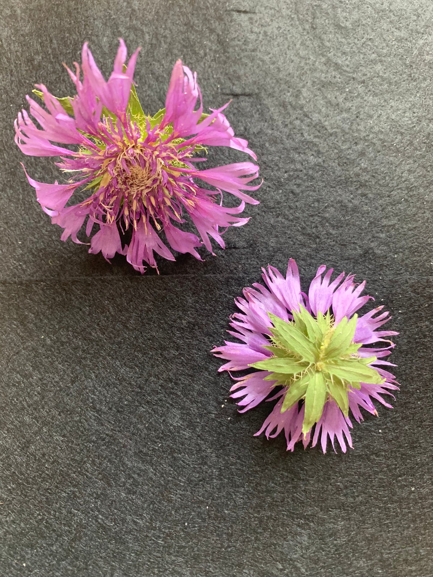 Stokesia - Read Dried Undyed Blue Flower