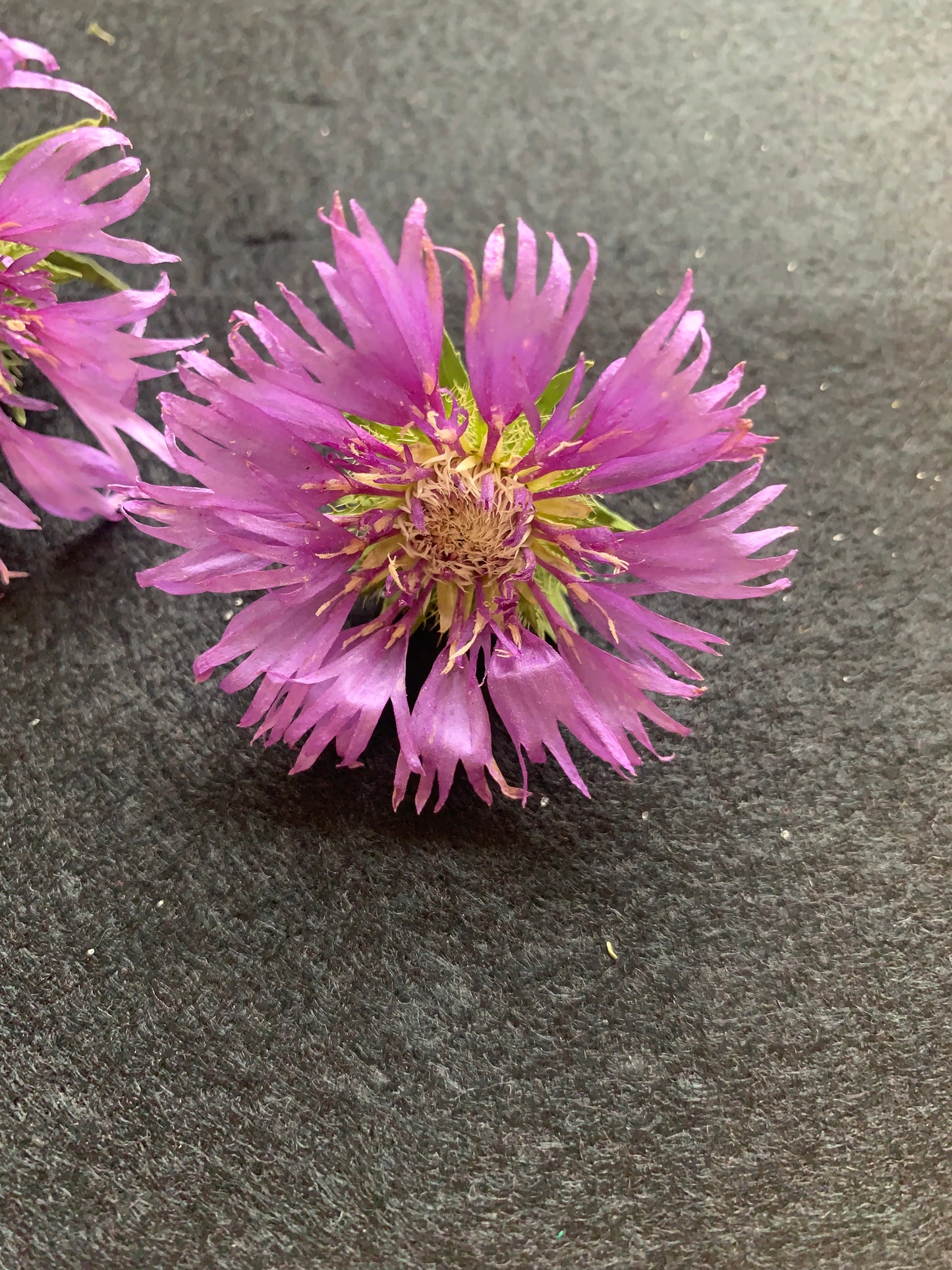 Stokesia - Read Dried Undyed Blue Flower