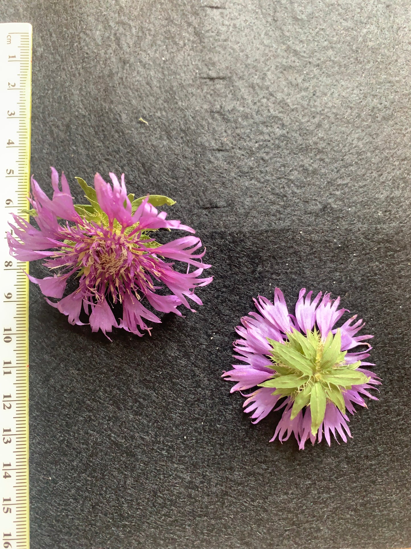 Stokesia - Read Dried Undyed Blue Flower