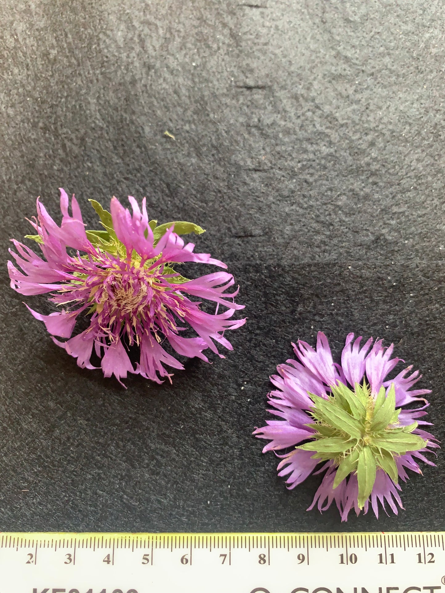 Stokesia - Read Dried Undyed Blue Flower
