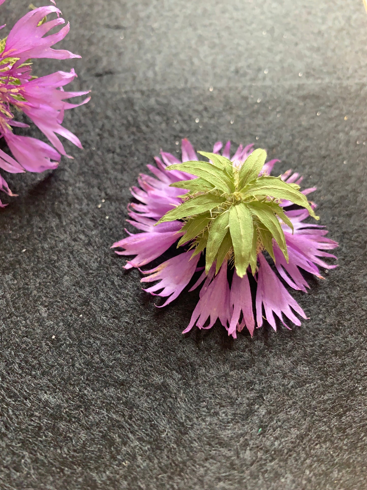 Stokesia - Read Dried Undyed Blue Flower