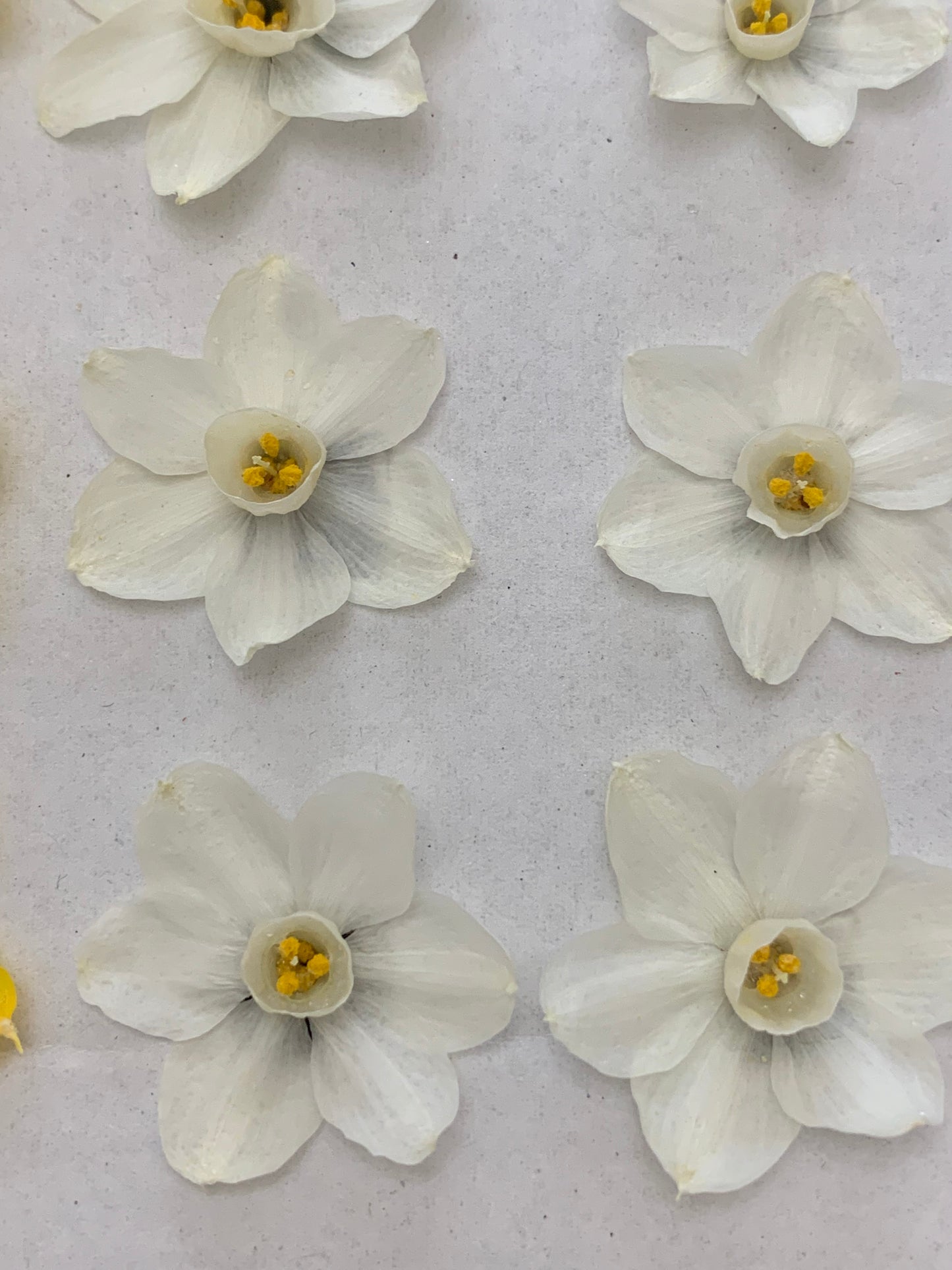Real dried daffodils tiny white flowers
