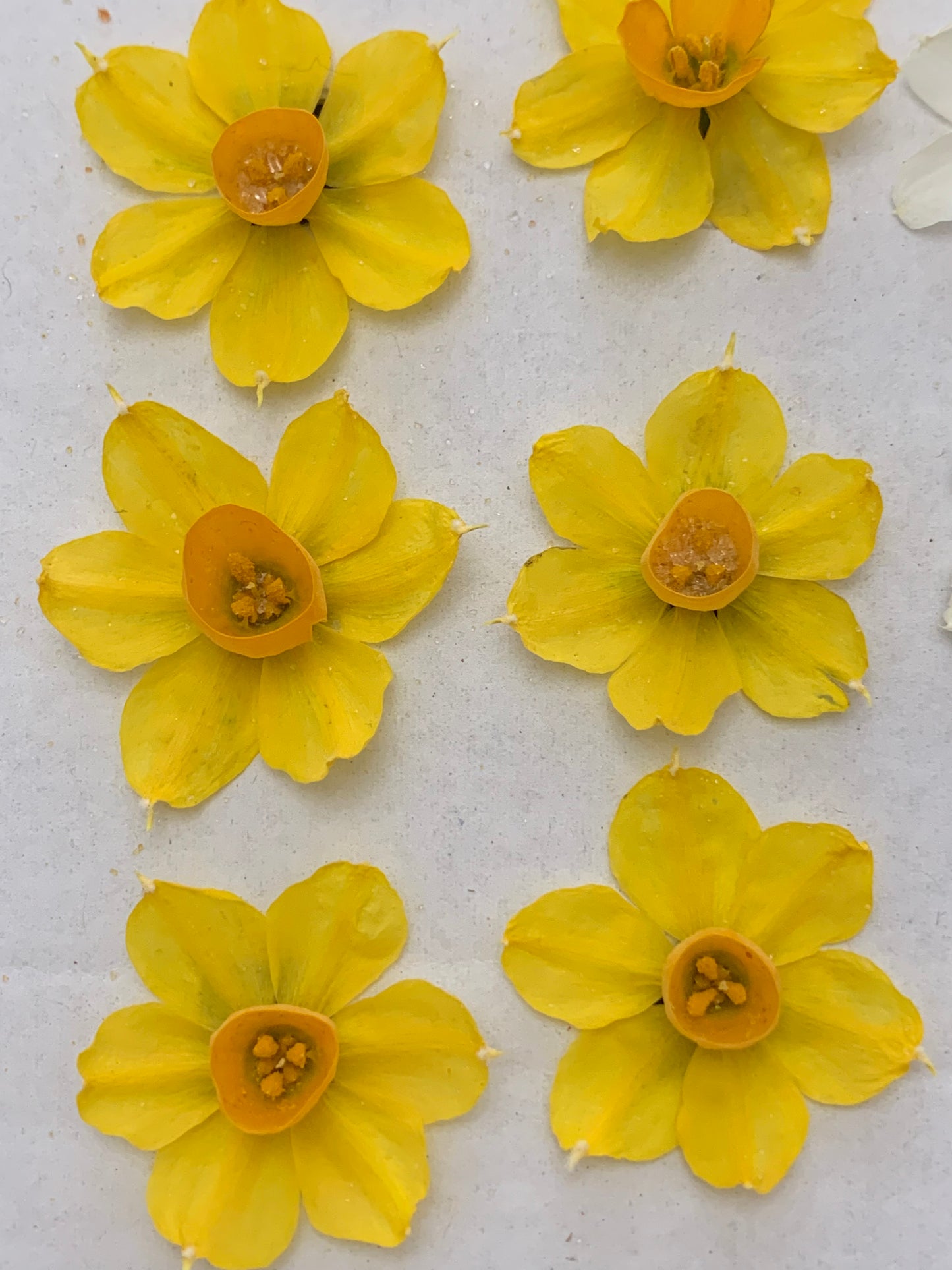 Tiny dried daffodils