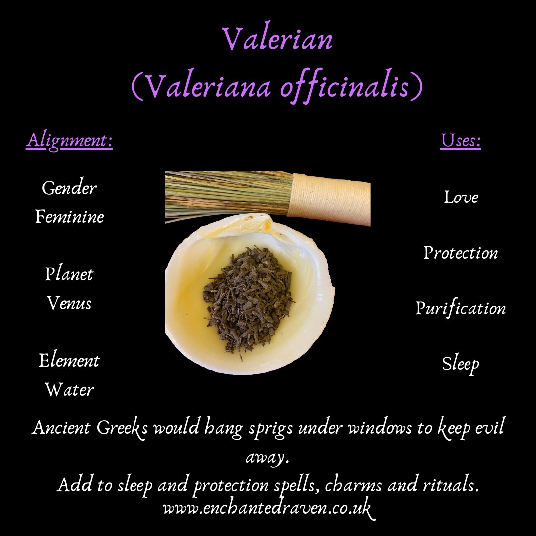 Valerian Root