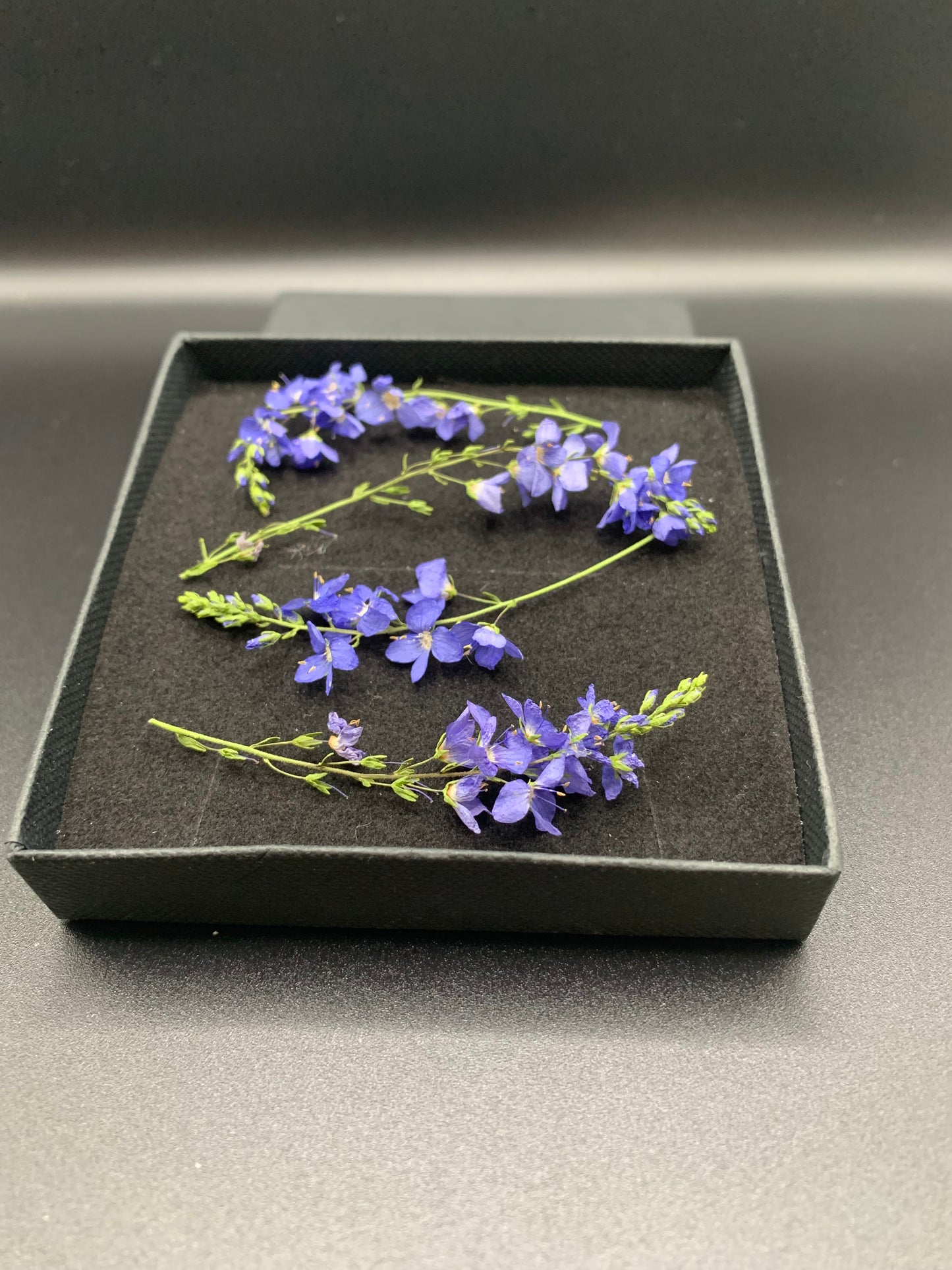 Veronica - 4 Real Dried Flowers