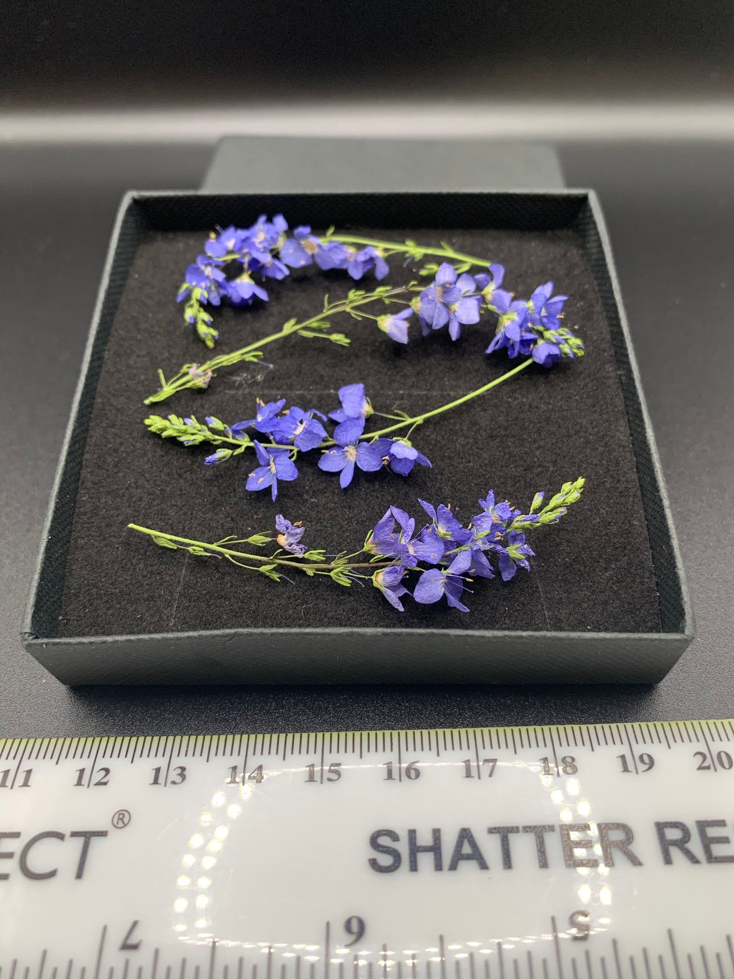 Veronica - 4 Real Dried Flowers