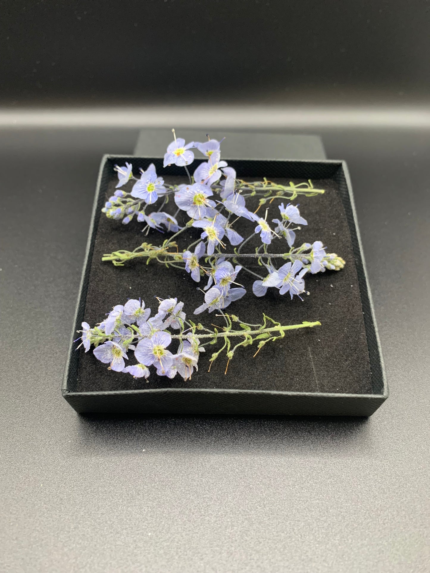 Veronica - 4 Real Dried Flowers