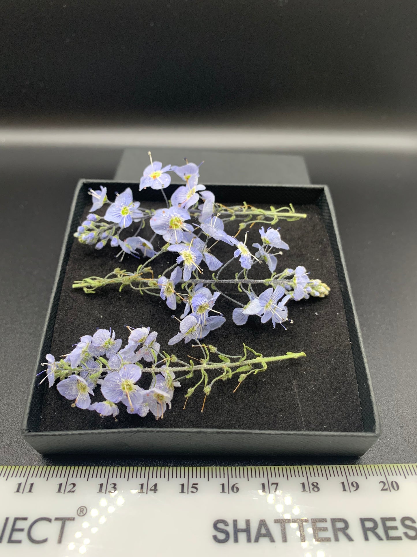 Veronica - 4 Real Dried Flowers