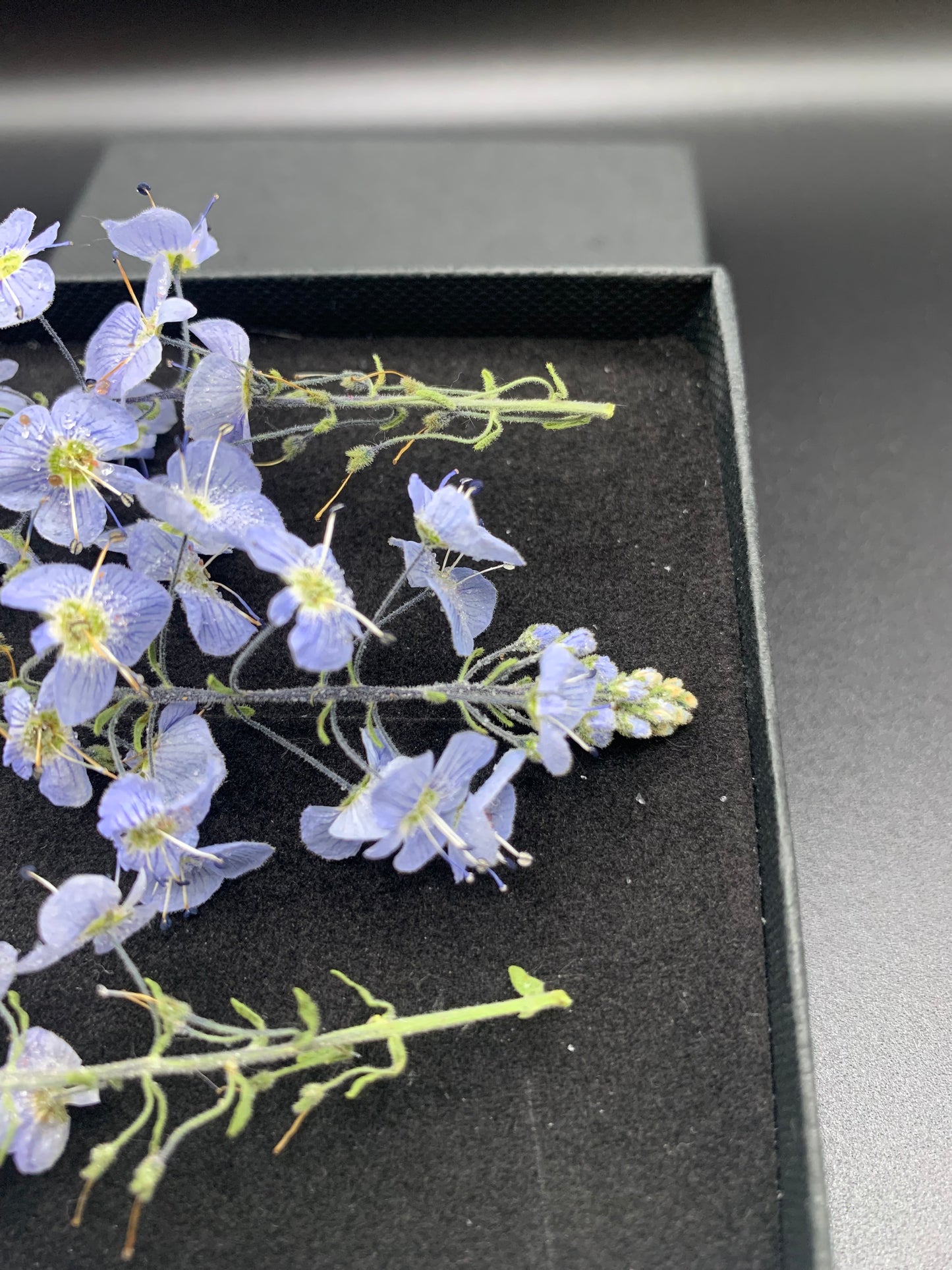 Veronica - 4 Real Dried Flowers