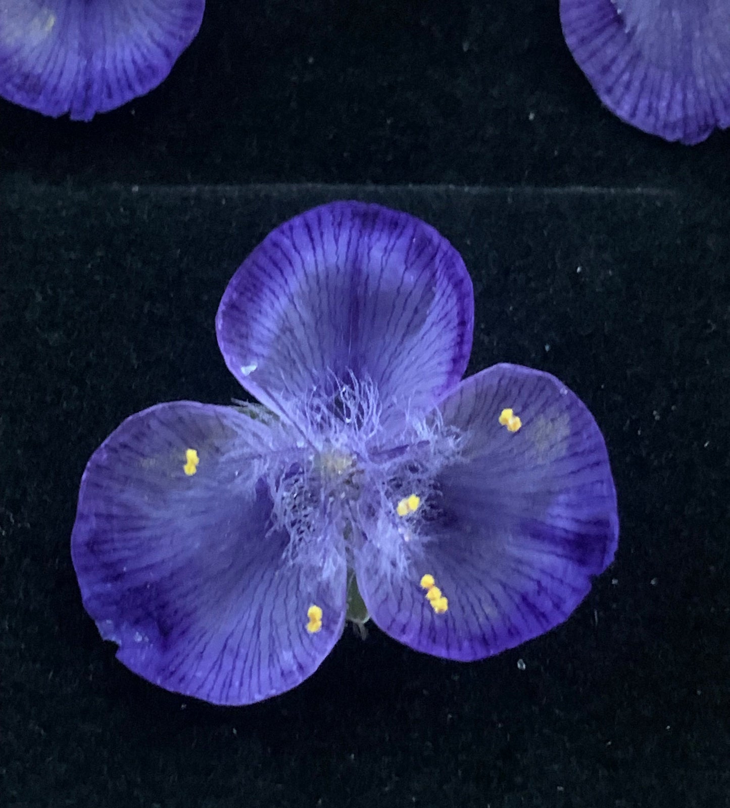 close up of dried blue spiderwort flower with yellow stamens