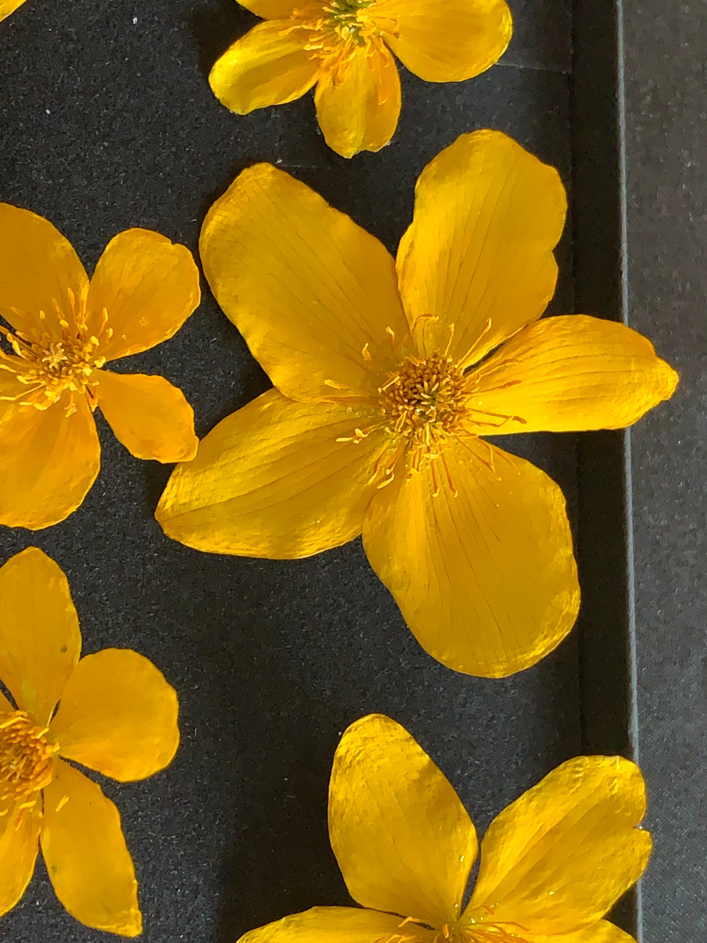 Caltha - 8 Real Dried Flowers