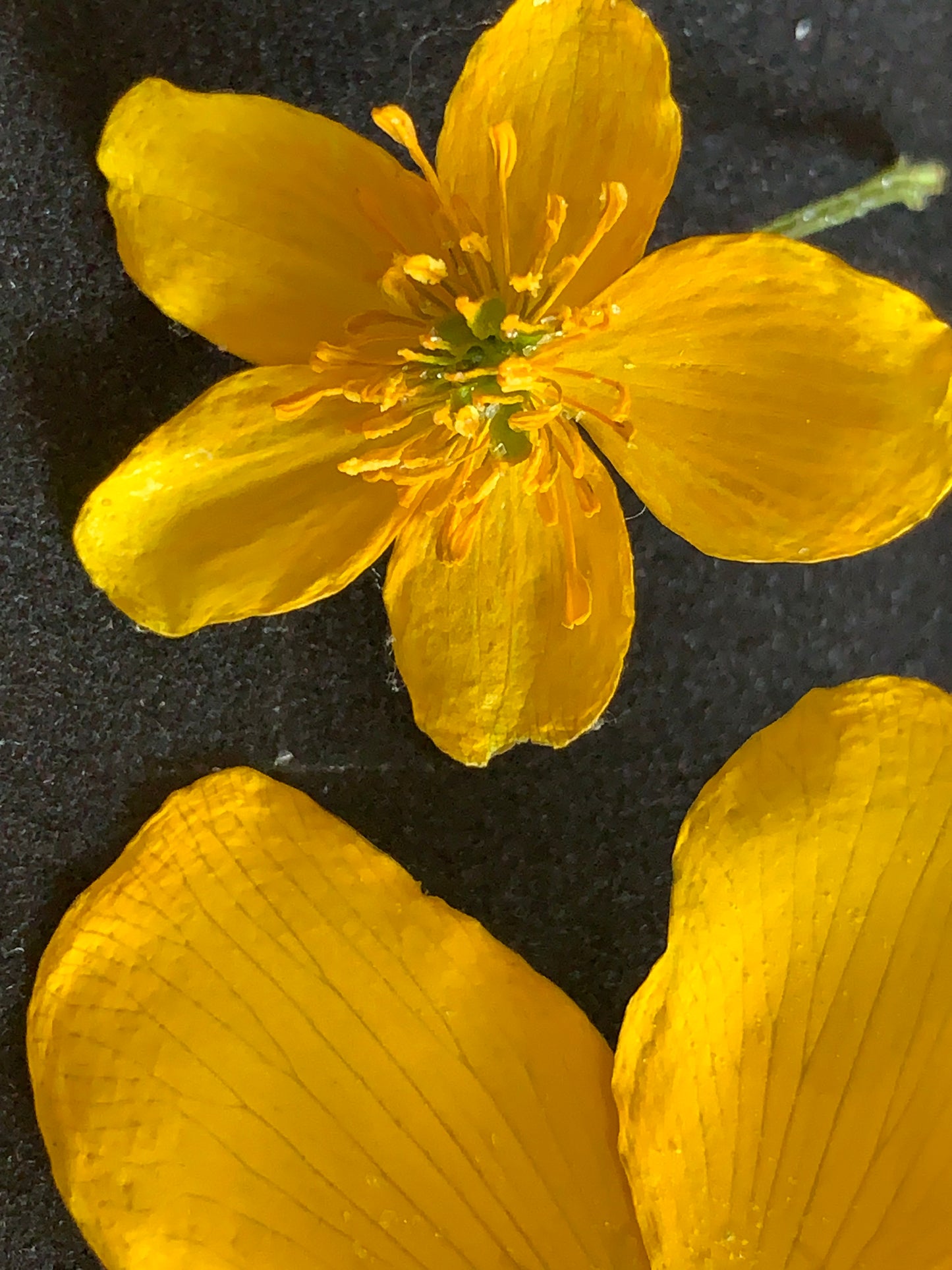 Caltha - 8 Real Dried Flowers