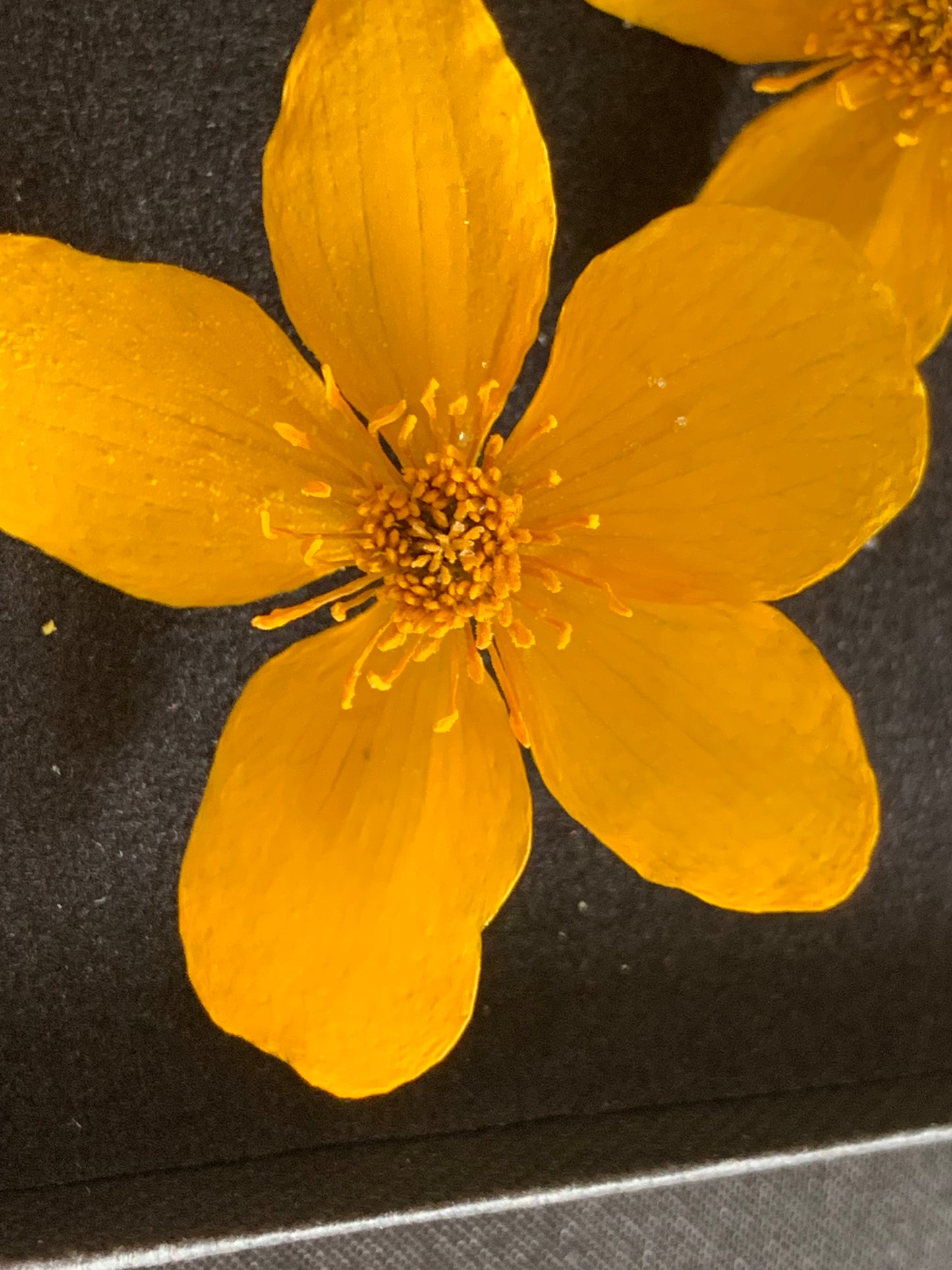 Caltha - 8 Real Dried Flowers