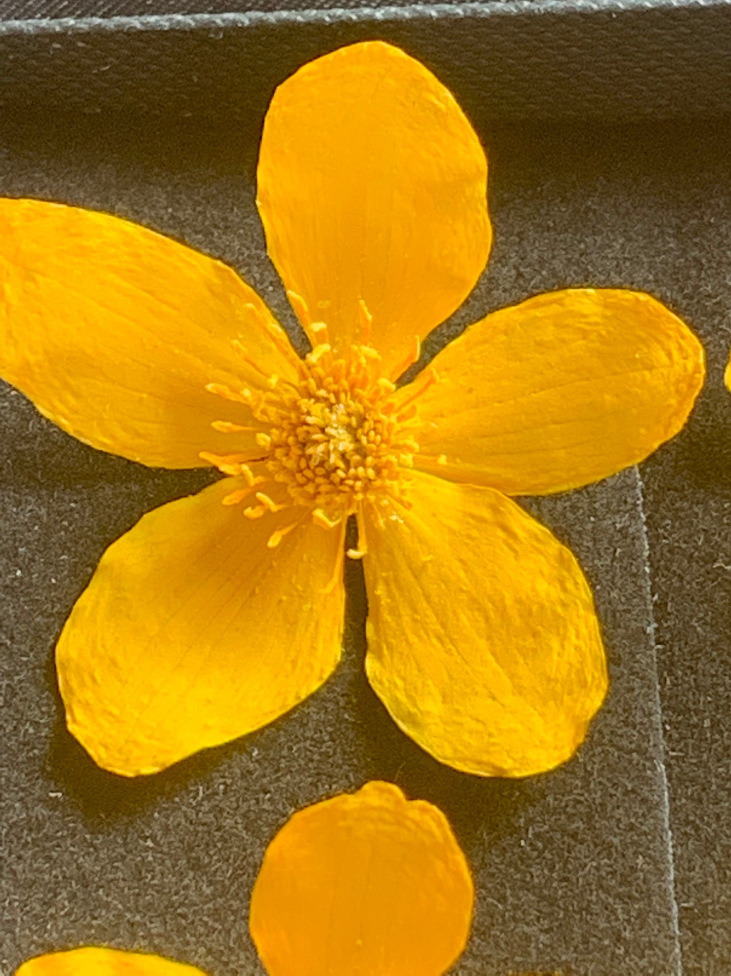 Caltha - 8 Real Dried Flowers