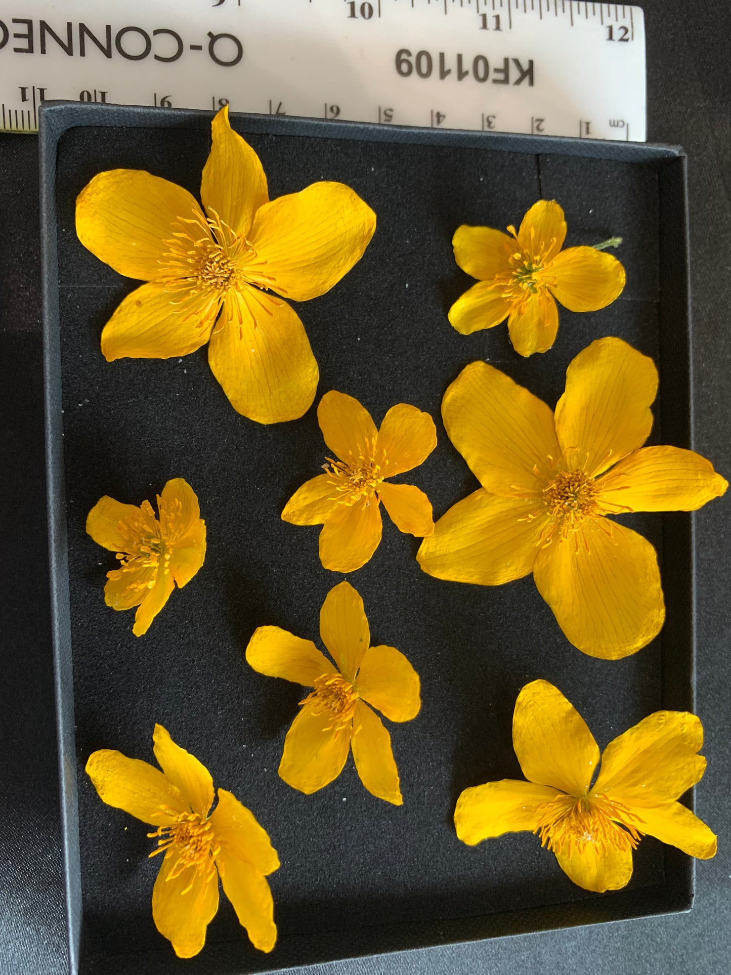 Caltha - 8 Real Dried Flowers