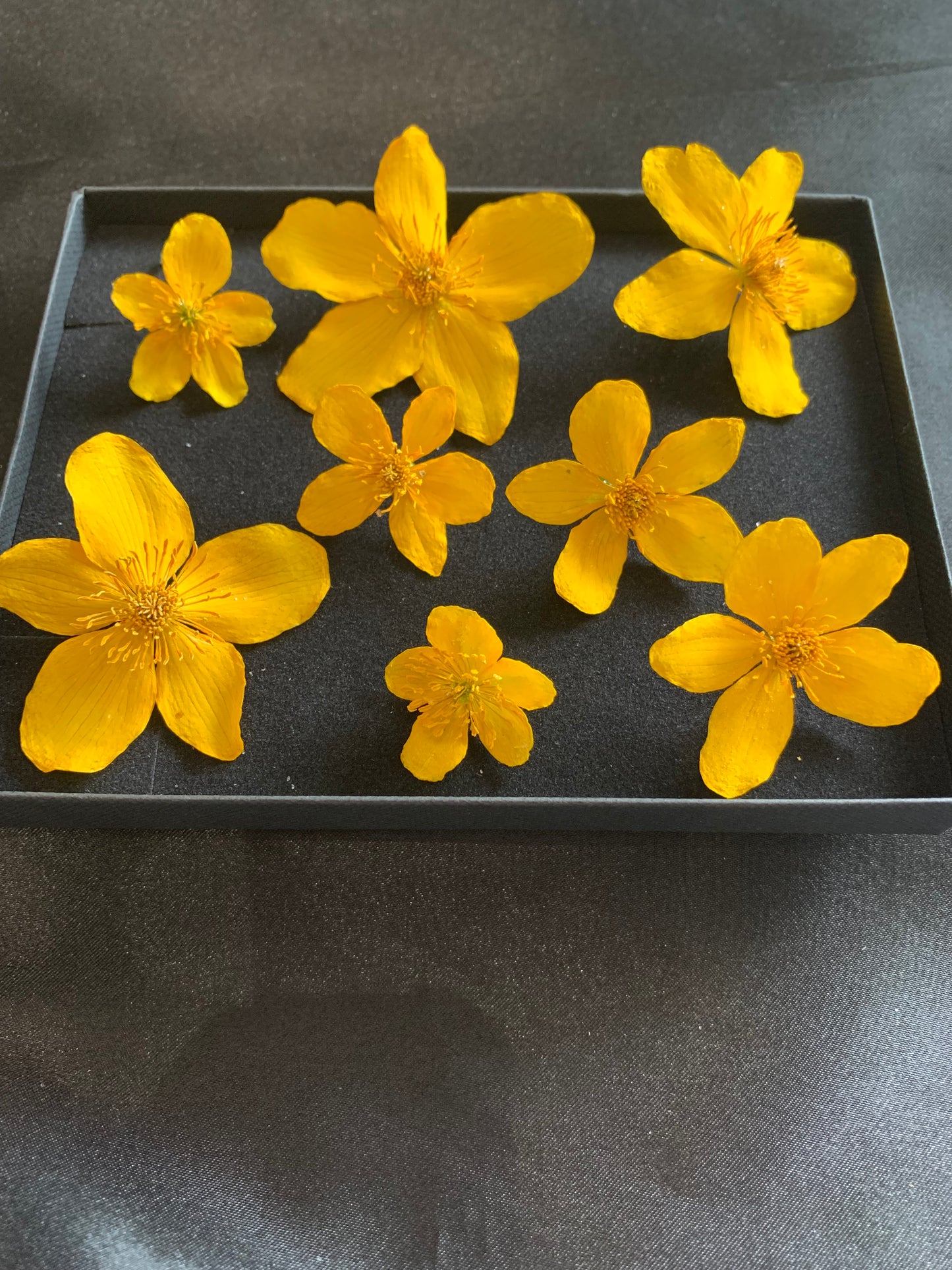 Caltha - 8 Real Dried Flowers