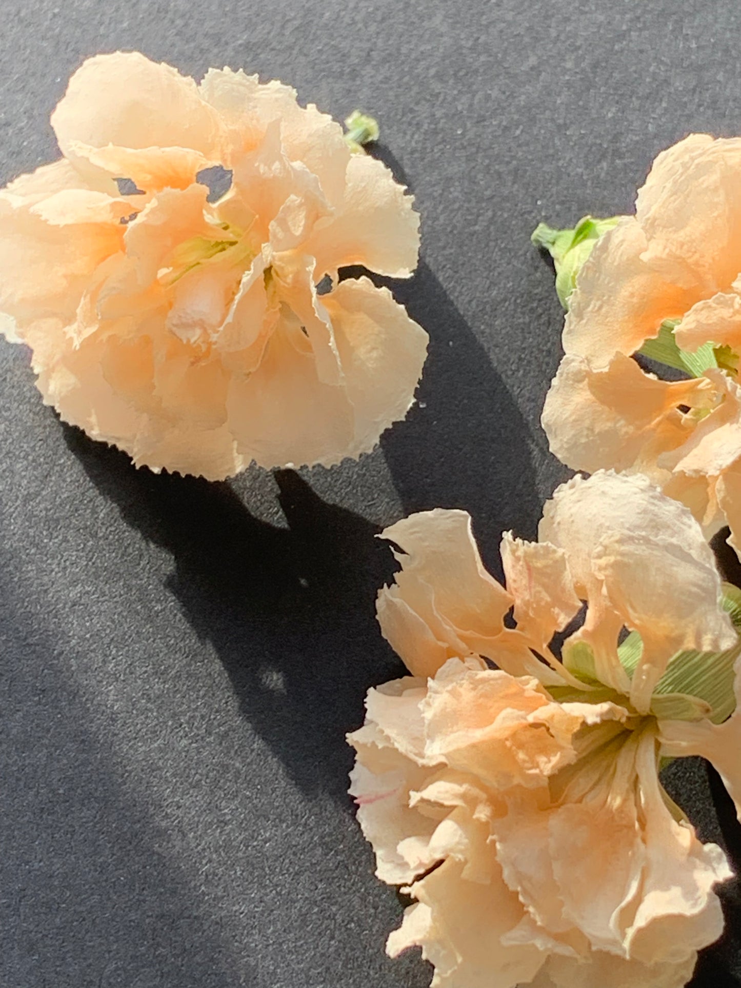Carnations (Spray) - 6 Real Dried Flowers