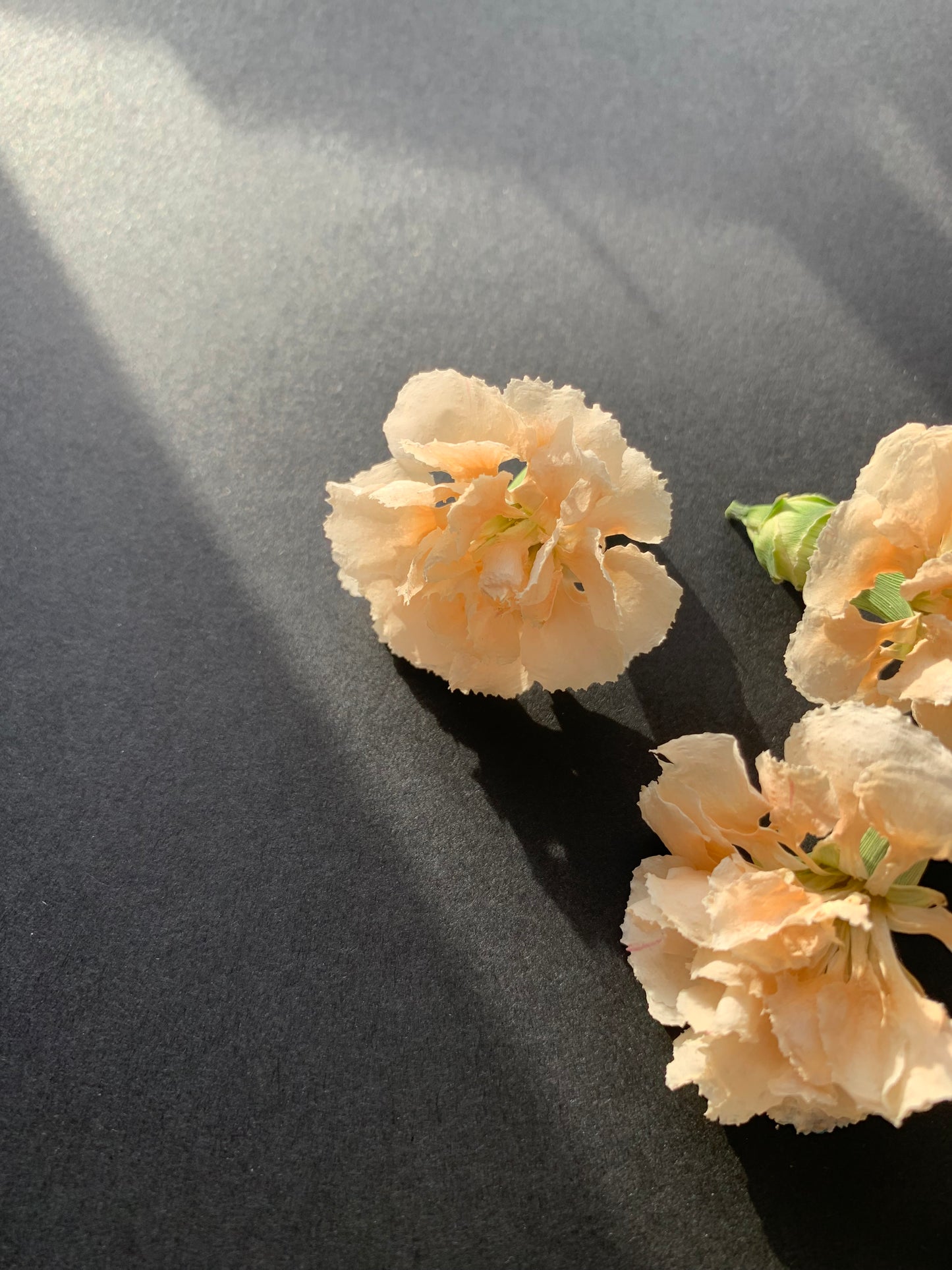 Carnations (Spray) - 6 Real Dried Flowers