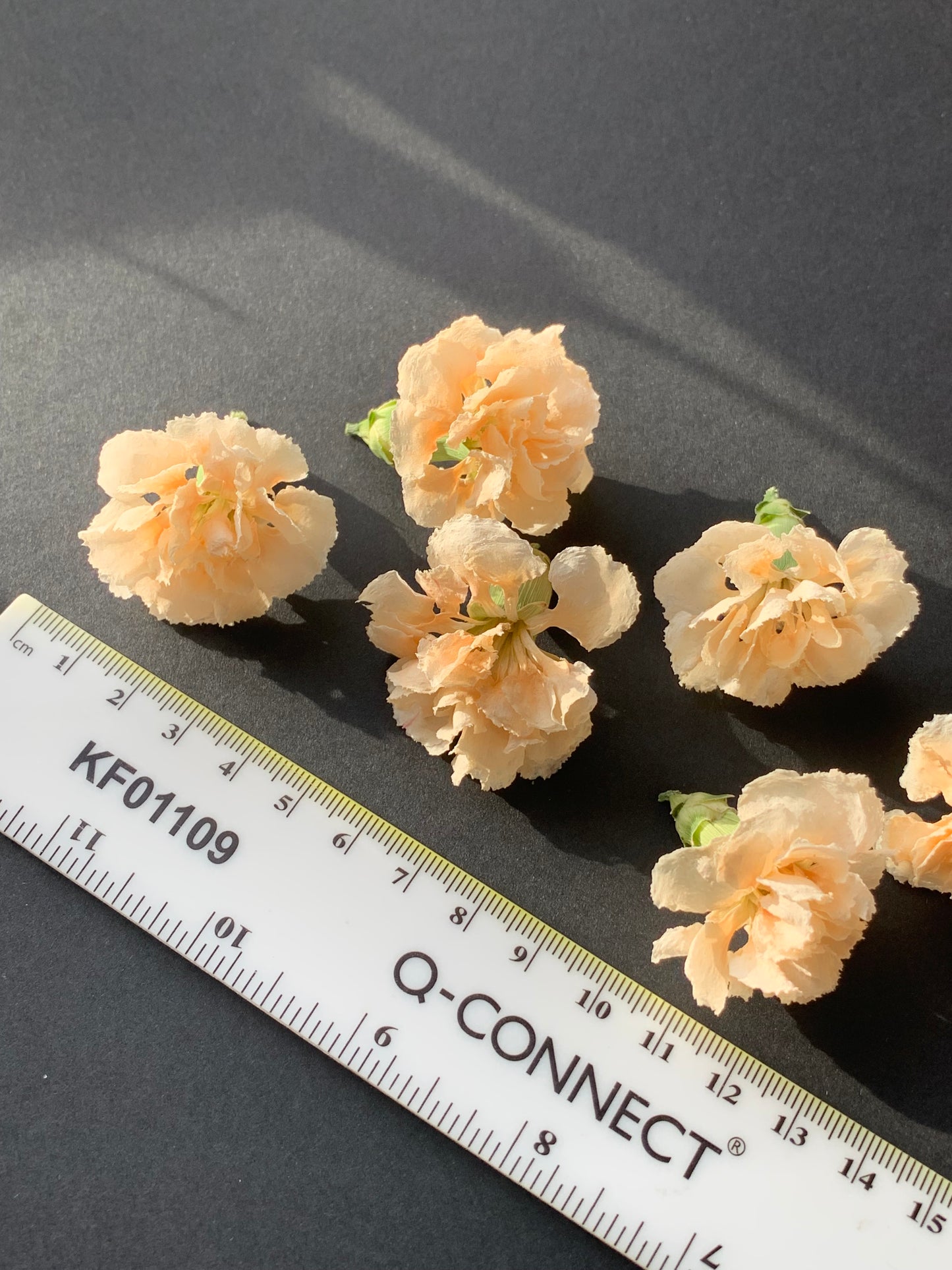 Carnations (Spray) - 6 Real Dried Flowers