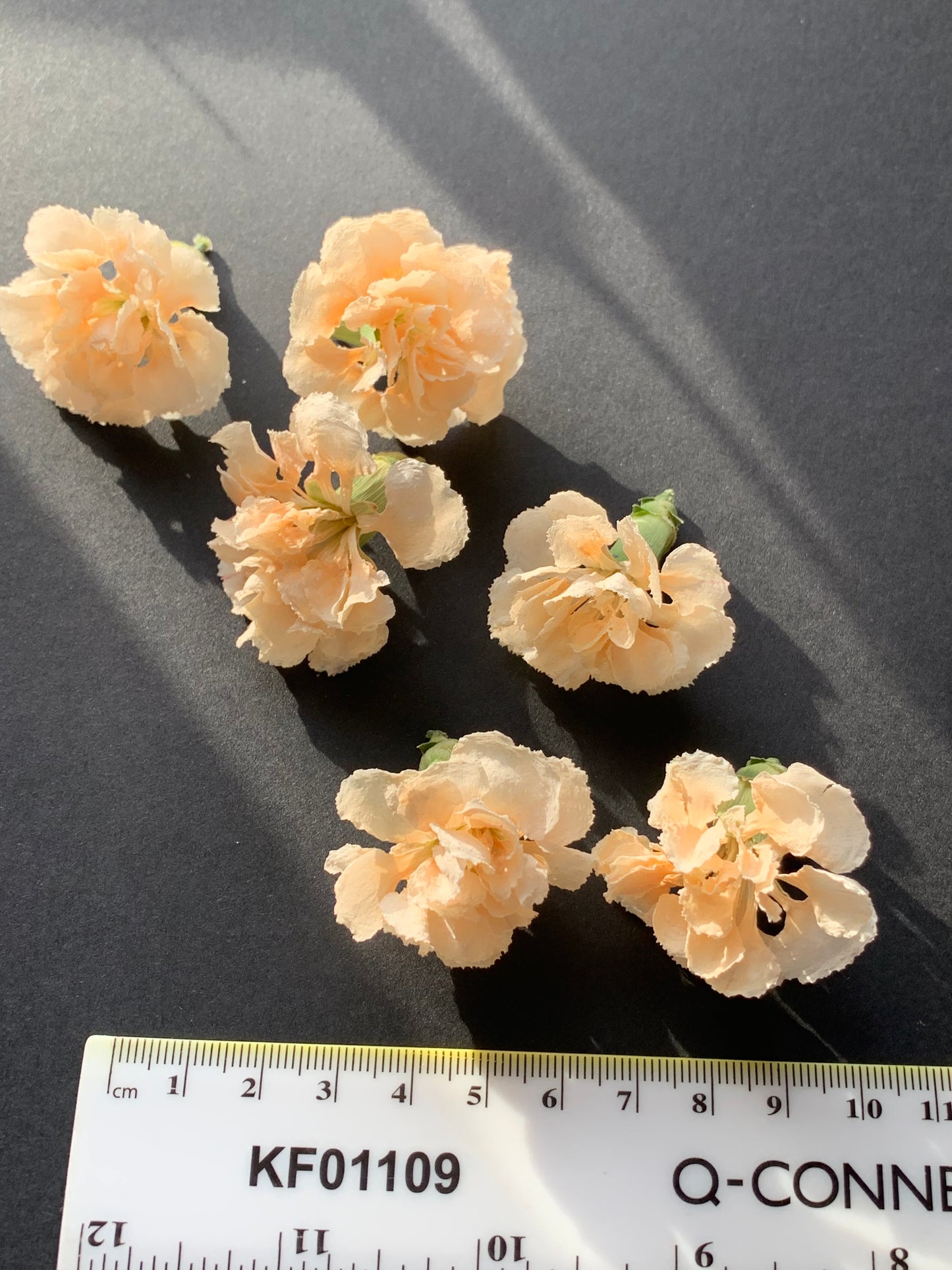 Carnations (Spray) - 6 Real Dried Flowers