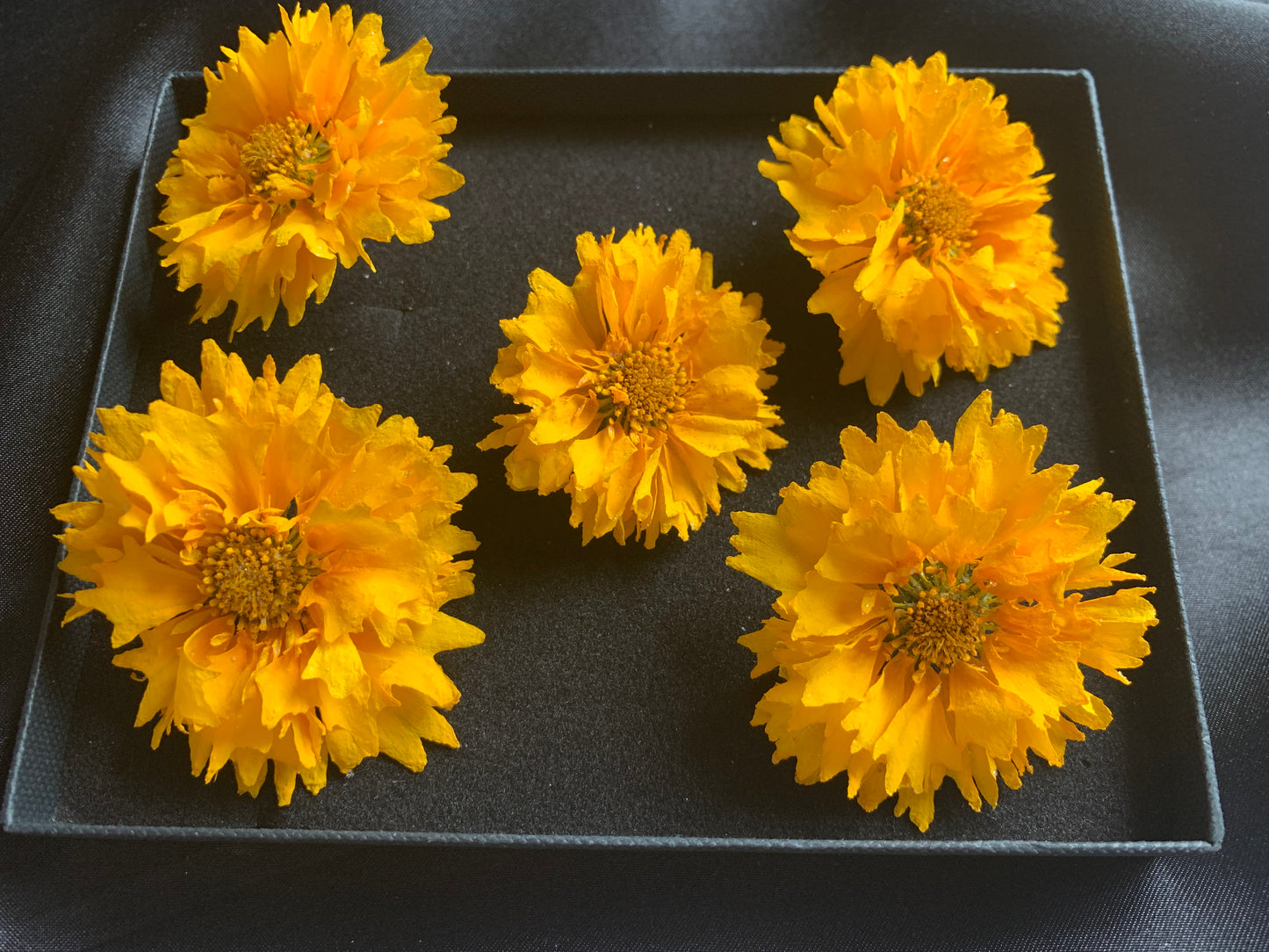 Coreopsis - 5 Real Dried Flowers