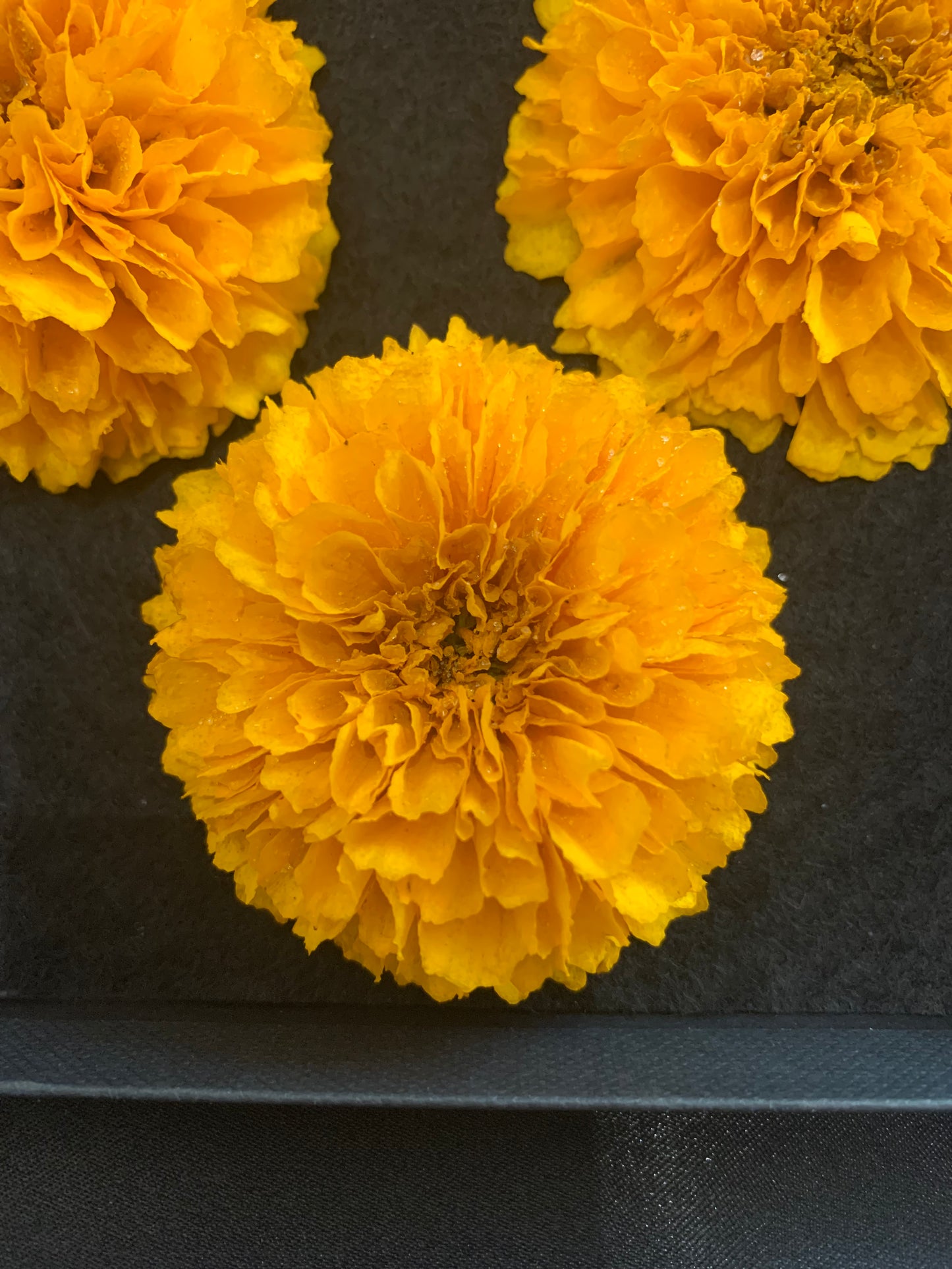 Coreopsis - 3 Real Dried Flowers, Natural Undyed Flowers