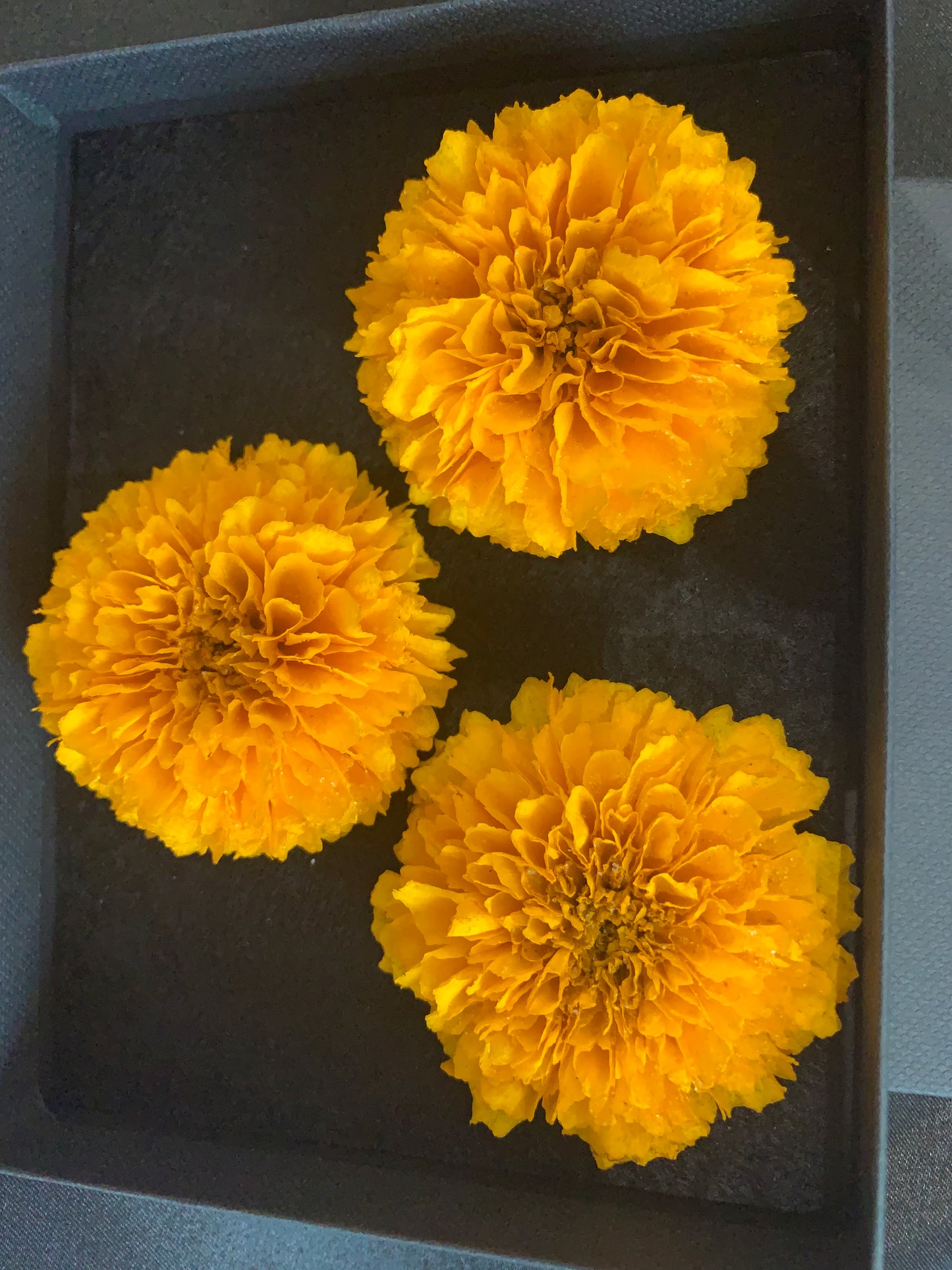Coreopsis - 3 Real Dried Flowers, Natural Undyed Flowers