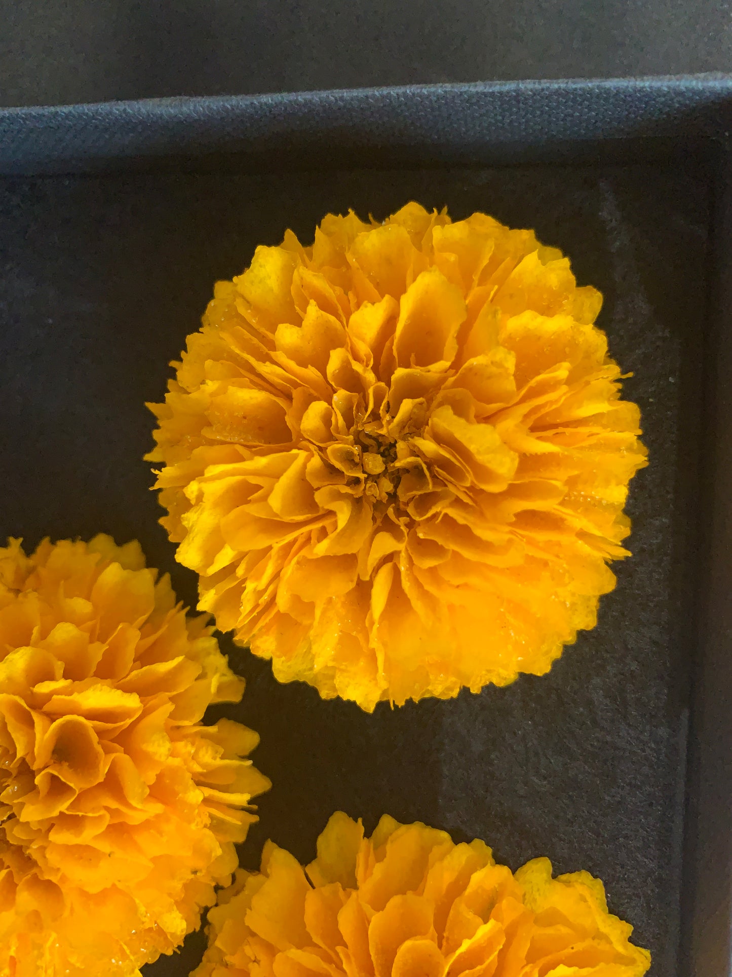 Coreopsis - 3 Real Dried Flowers, Natural Undyed Flowers