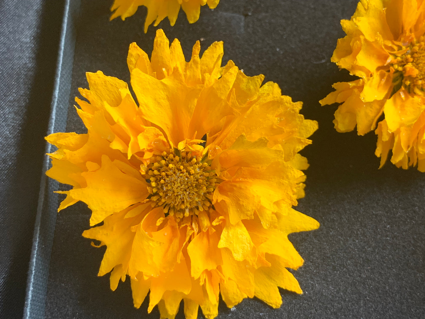 Coreopsis - 5 Real Dried Flowers