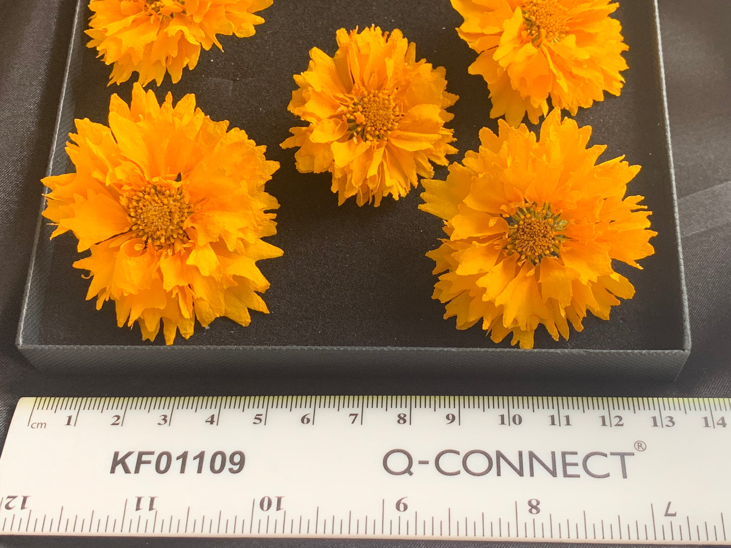 Coreopsis - 5 Real Dried Flowers
