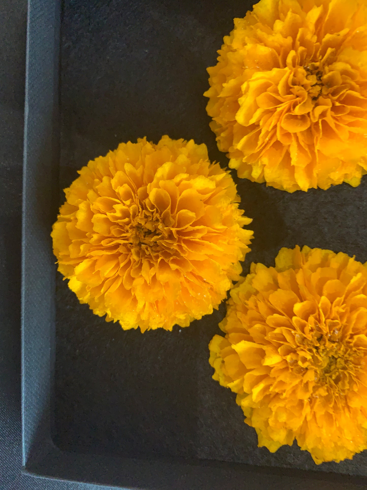 Coreopsis - 3 Real Dried Flowers, Natural Undyed Flowers