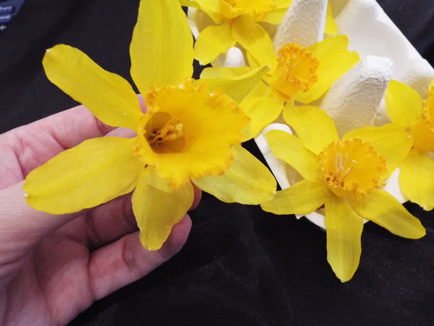 Dried Daffodils - Enchanted Ravens - -