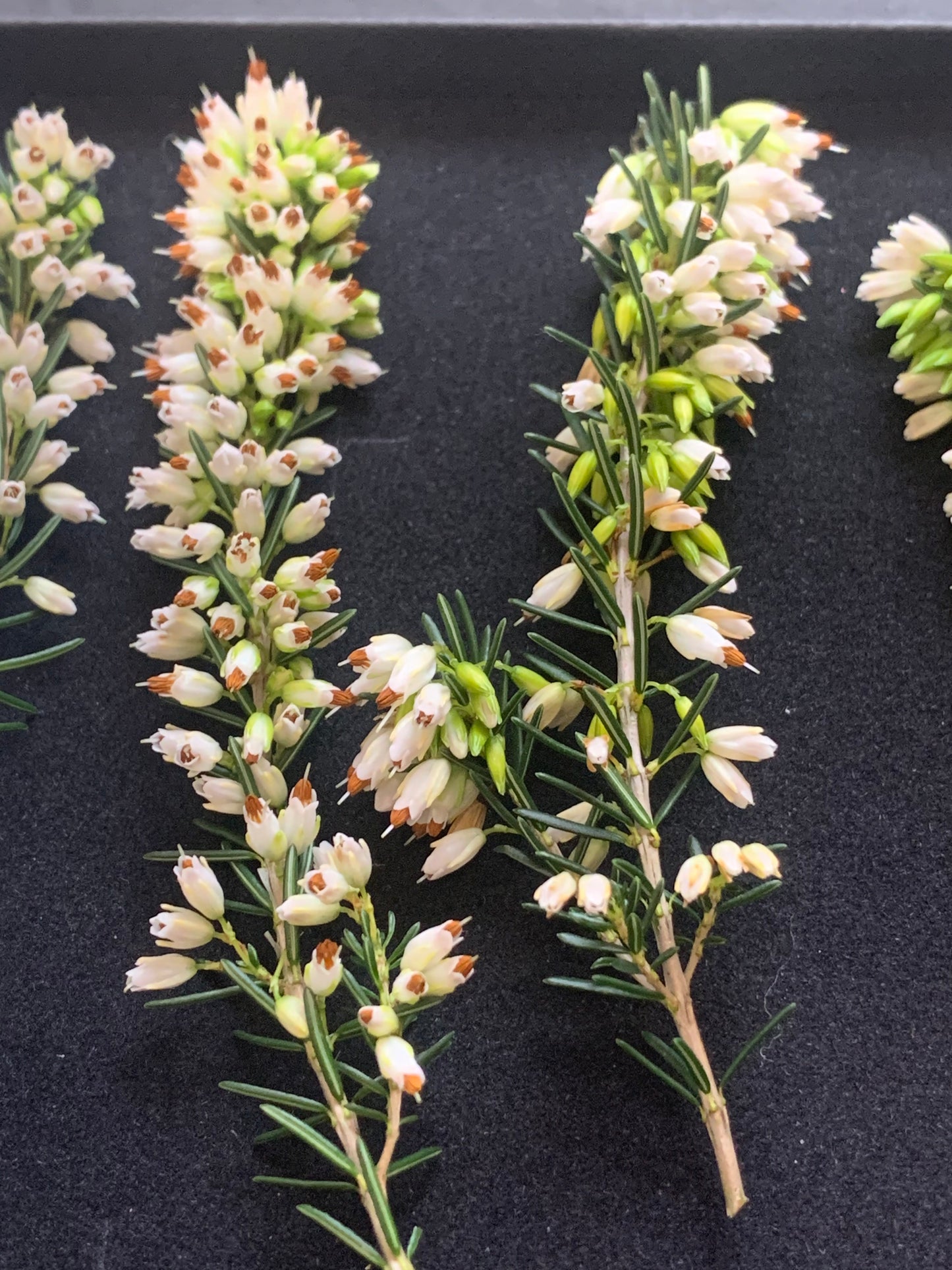 Heather - 5 Sprigs Real Dried Heather