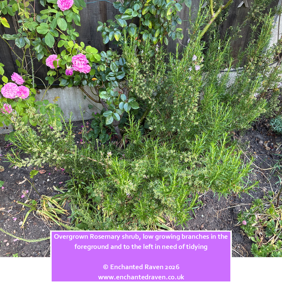 How we Prune Rosemary, Harvest Herbs and Take Cuttings at Enchanted Raven