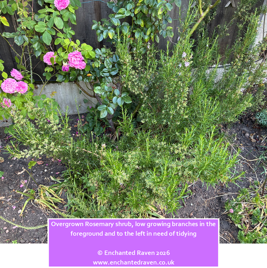 How we Prune Rosemary, Harvest Herbs and Take Cuttings at Enchanted Raven