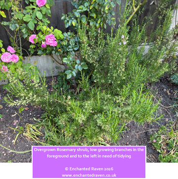 How we Prune Rosemary, Harvest Herbs and Take Cuttings at Enchanted Raven