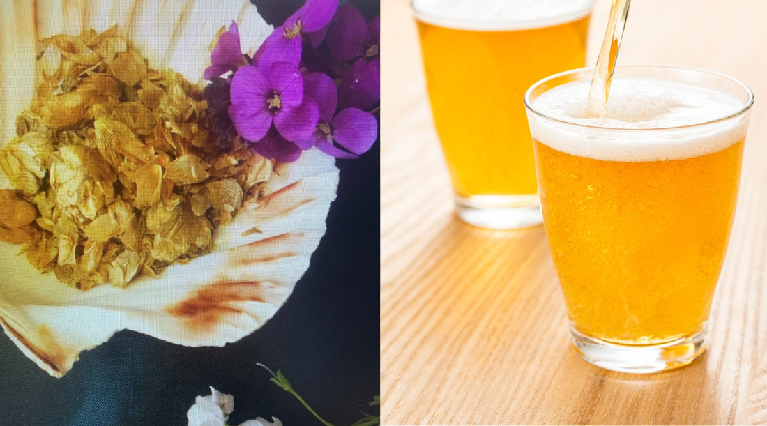 How to Harness the Power of Hops to Get a Restful Night's Sleep - Enchanted Ravens