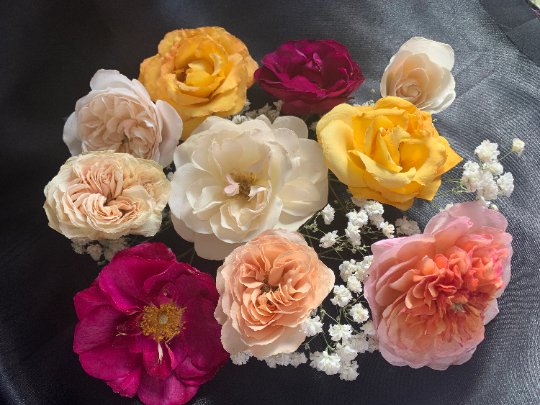 Colourful assortment of old english dried roses, on a bed of dried gypsophila on a black background.