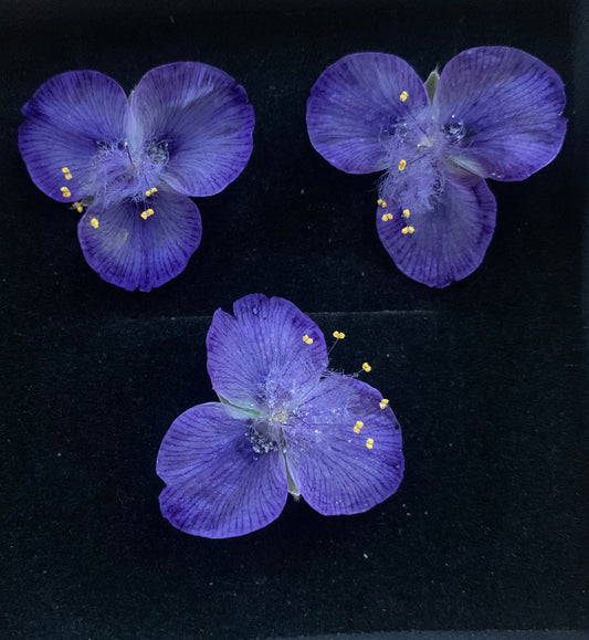 box containing 3 real blue dried tradescantia