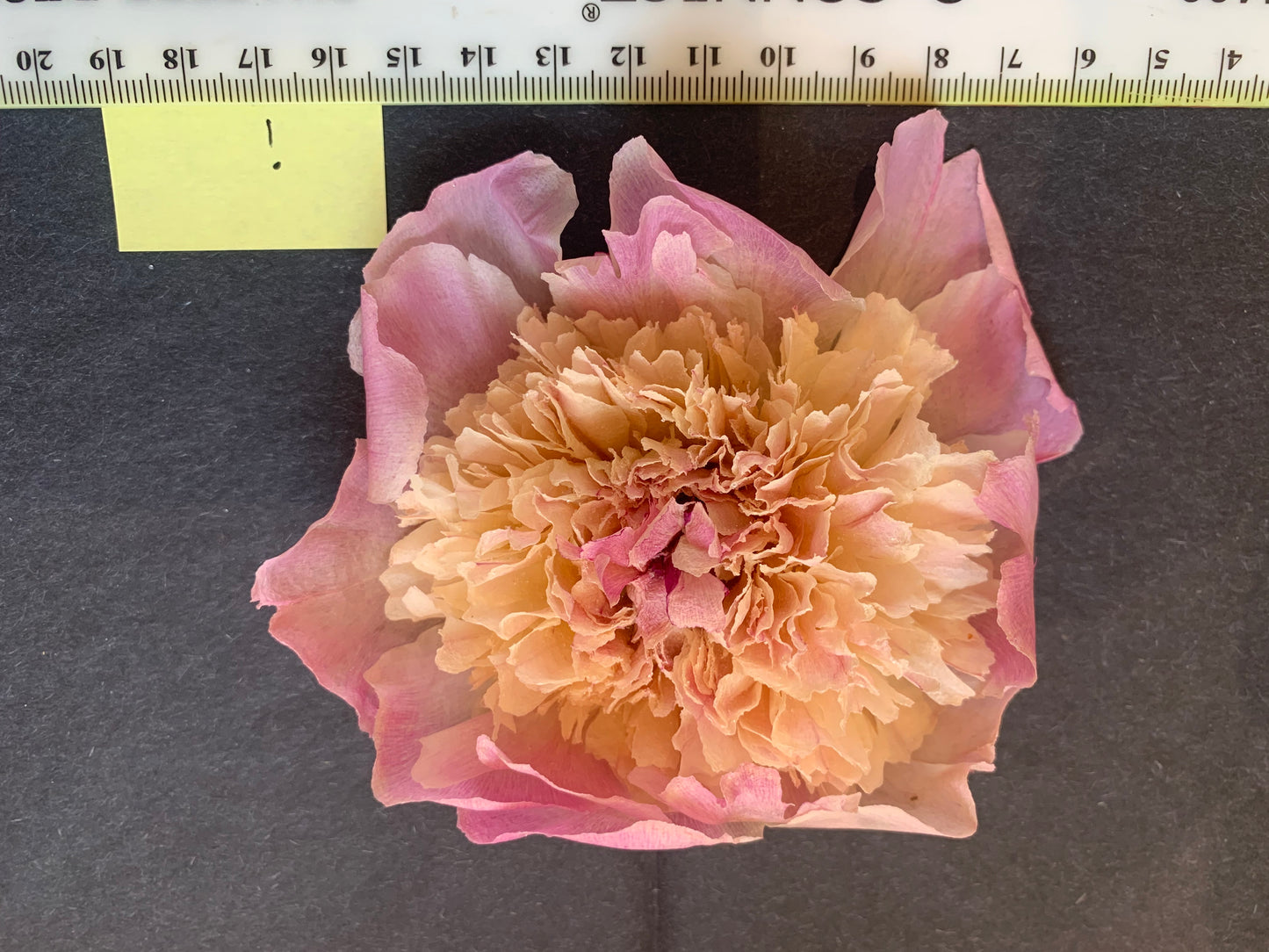 Peony - 1 White/cream/pale pink Real Dried Peony flowers (FM)
