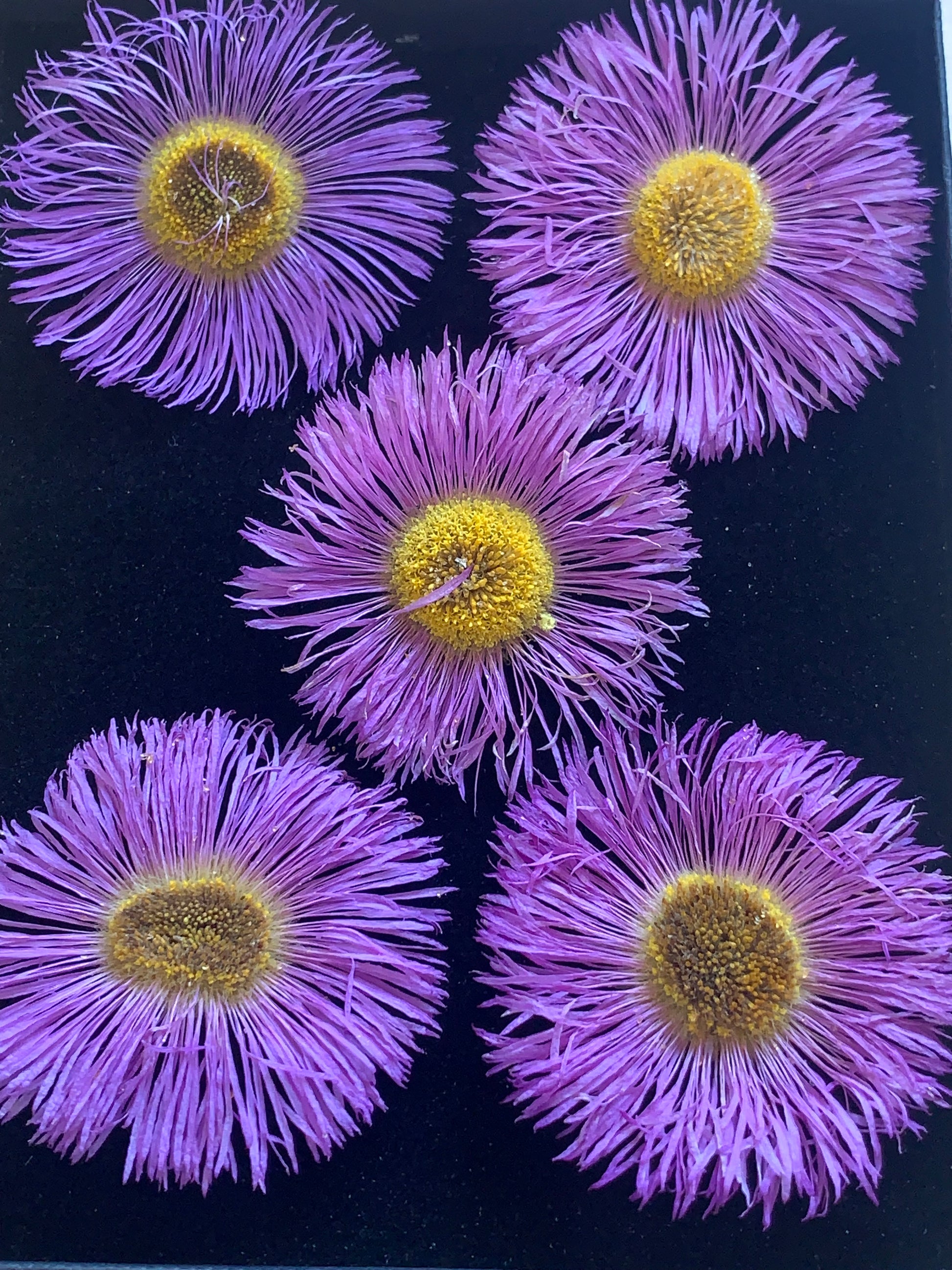 Box of 5 dried erigeron flowers