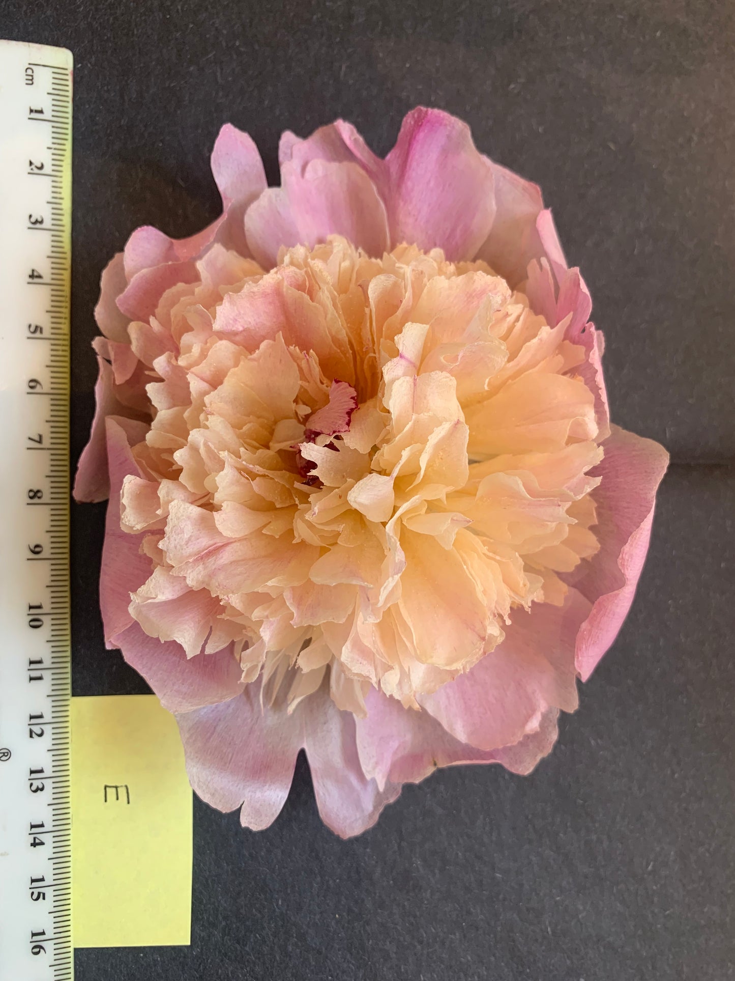 Peony - 1 White/cream/pale pink Real Dried Peony flowers (FM)