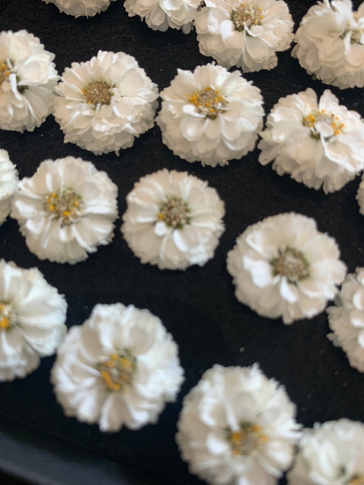 Achillea - 9 or 20 Real Dried Flowers