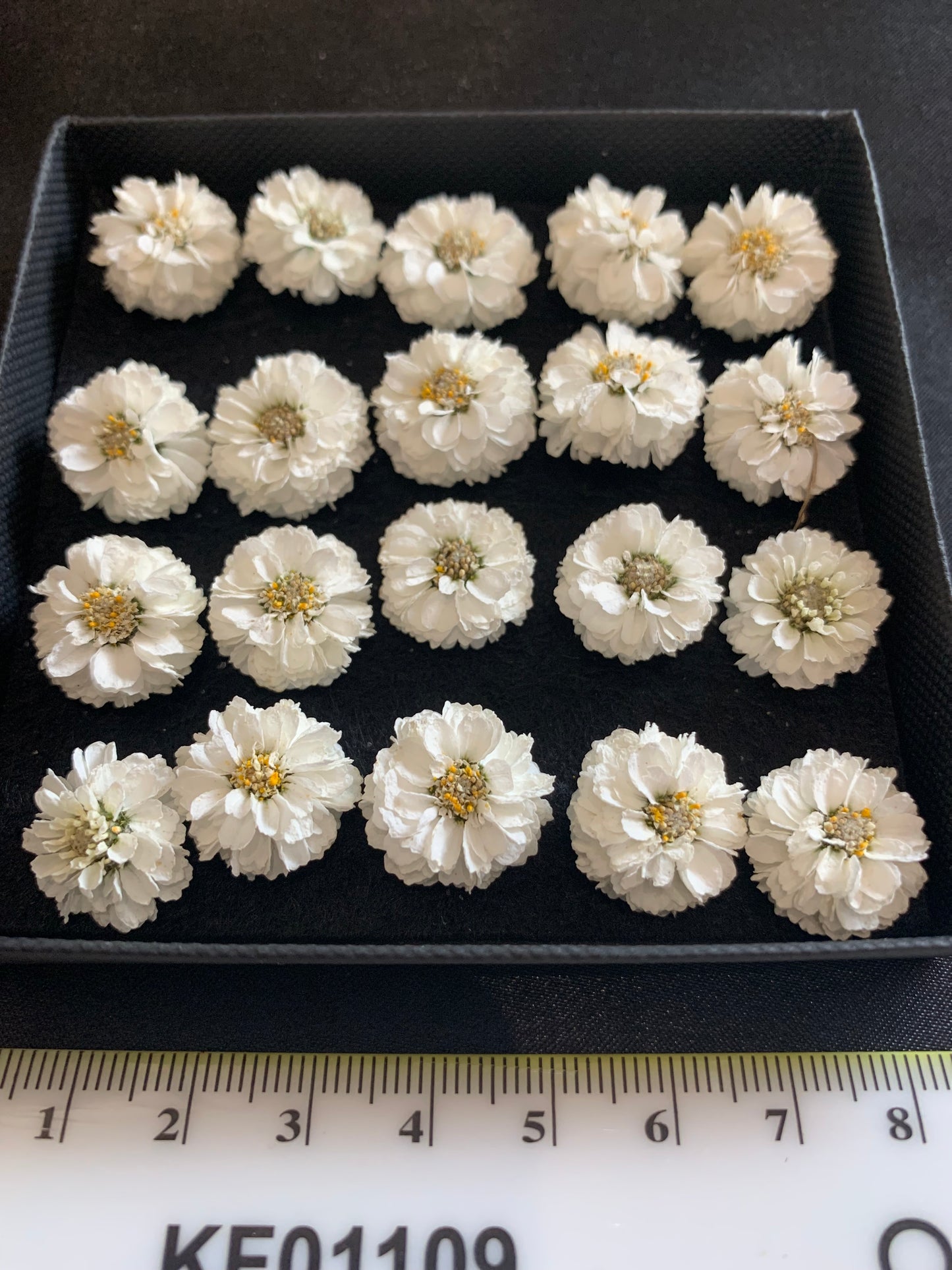 Achillea - 9 or 20 Real Dried Flowers