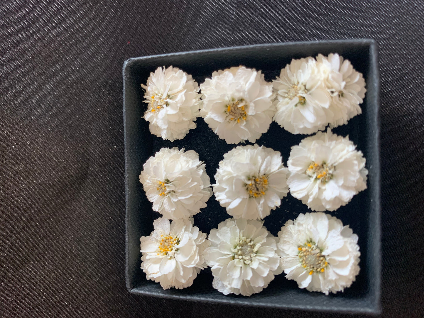 Achillea - 9 or 20 Real Dried Flowers