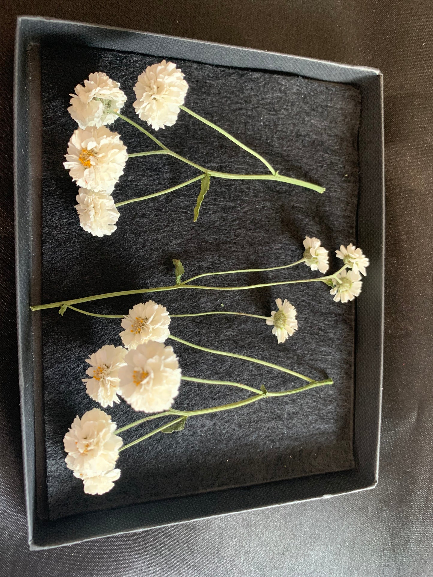 Achillea - 9 or 20 Real Dried Flowers