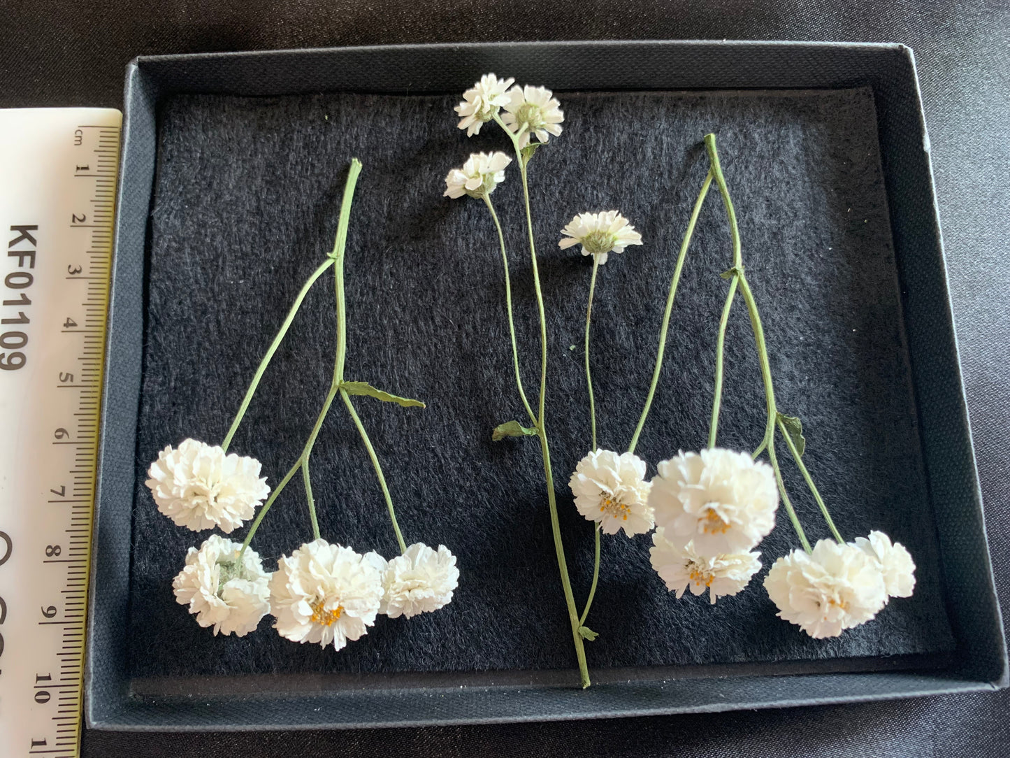 Achillea - 9 or 20 Real Dried Flowers