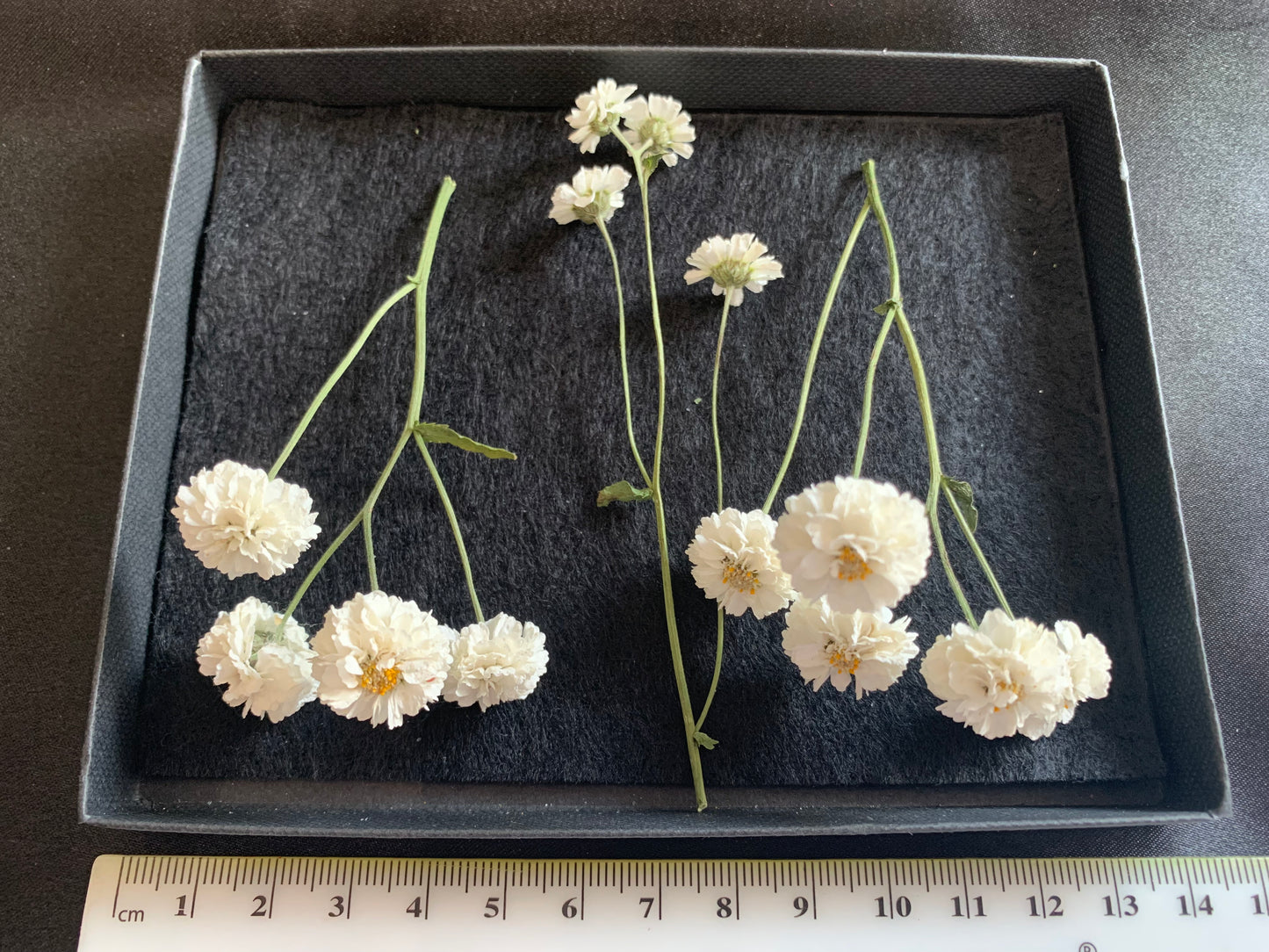 Achillea - 9 or 20 Real Dried Flowers