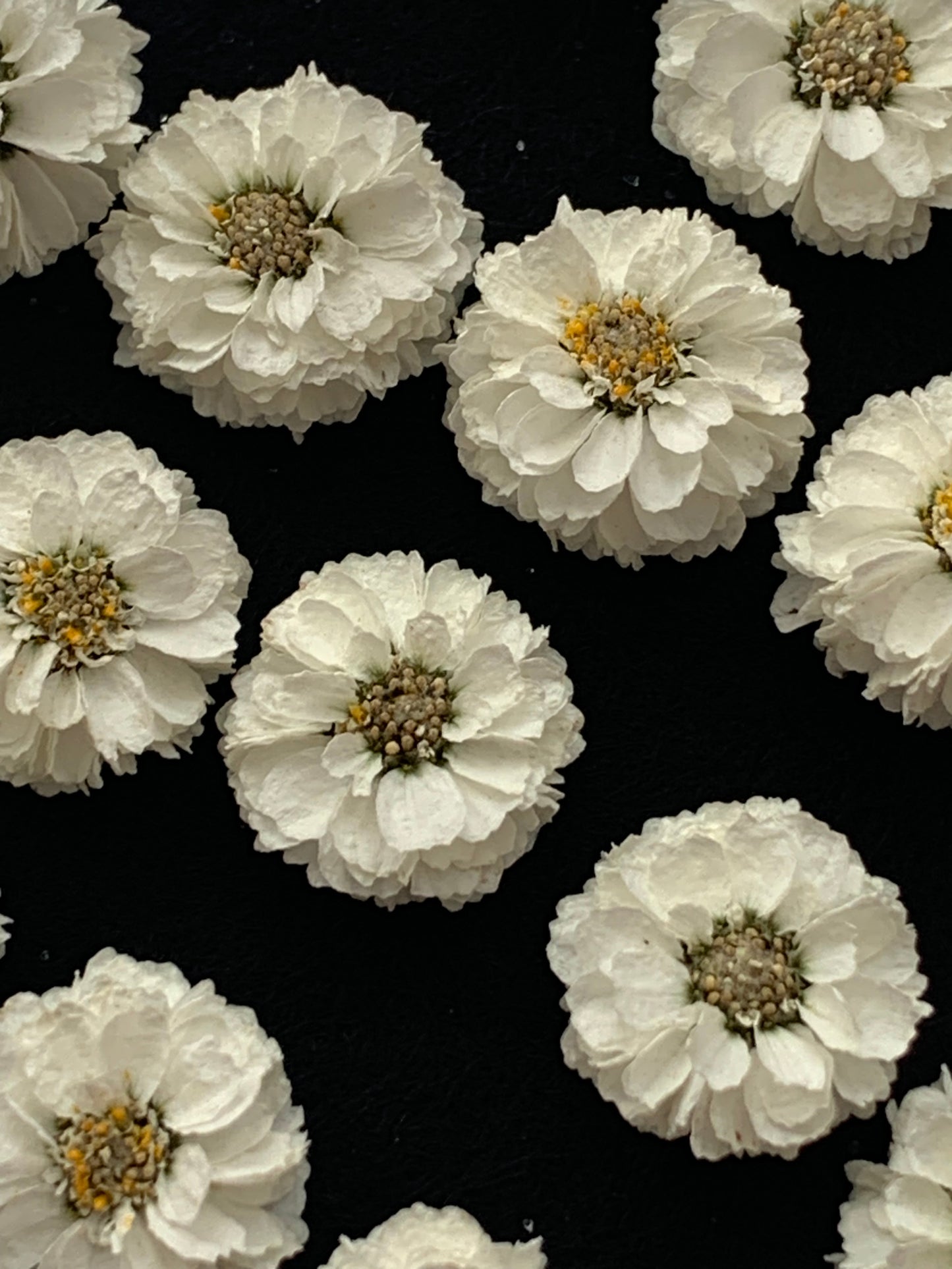 Achillea - 9 or 20 Real Dried Flowers