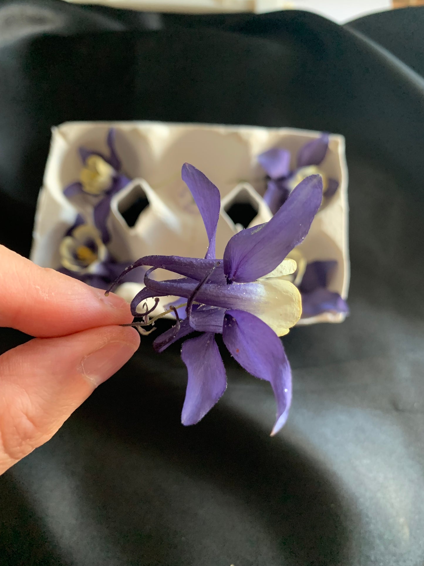 Aquilegia - 4 Real Dried Flowers